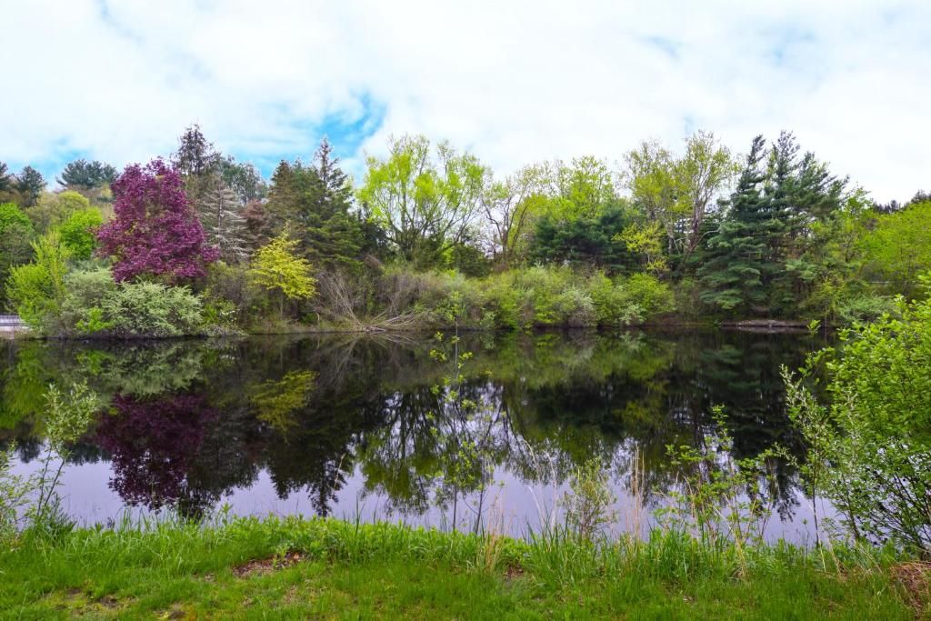 Un lago tranquilo rodeado de abundante vegetación y árboles.