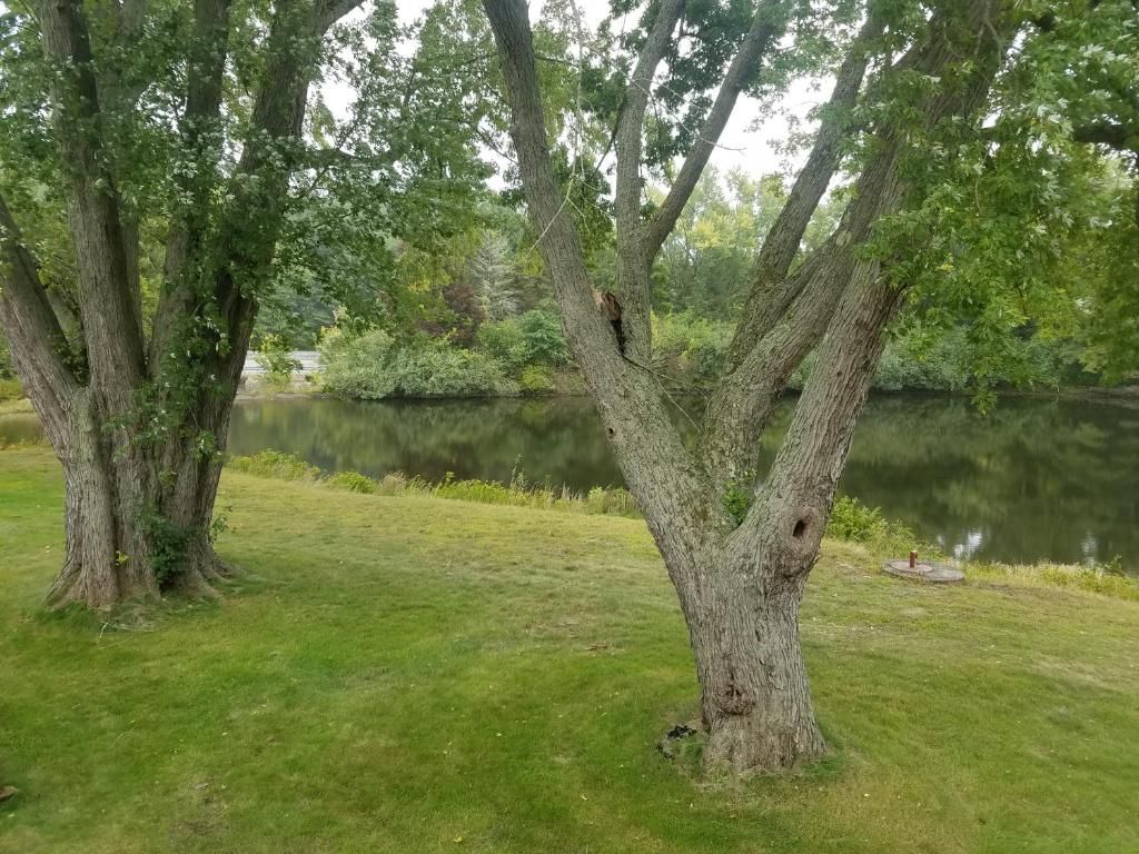 Un arbre doté d’un tronc épais et de branches qui s’étendent vers l’extérieur, entouré d’une zone herbeuse, avec une étendue d’eau en arrière-plan.