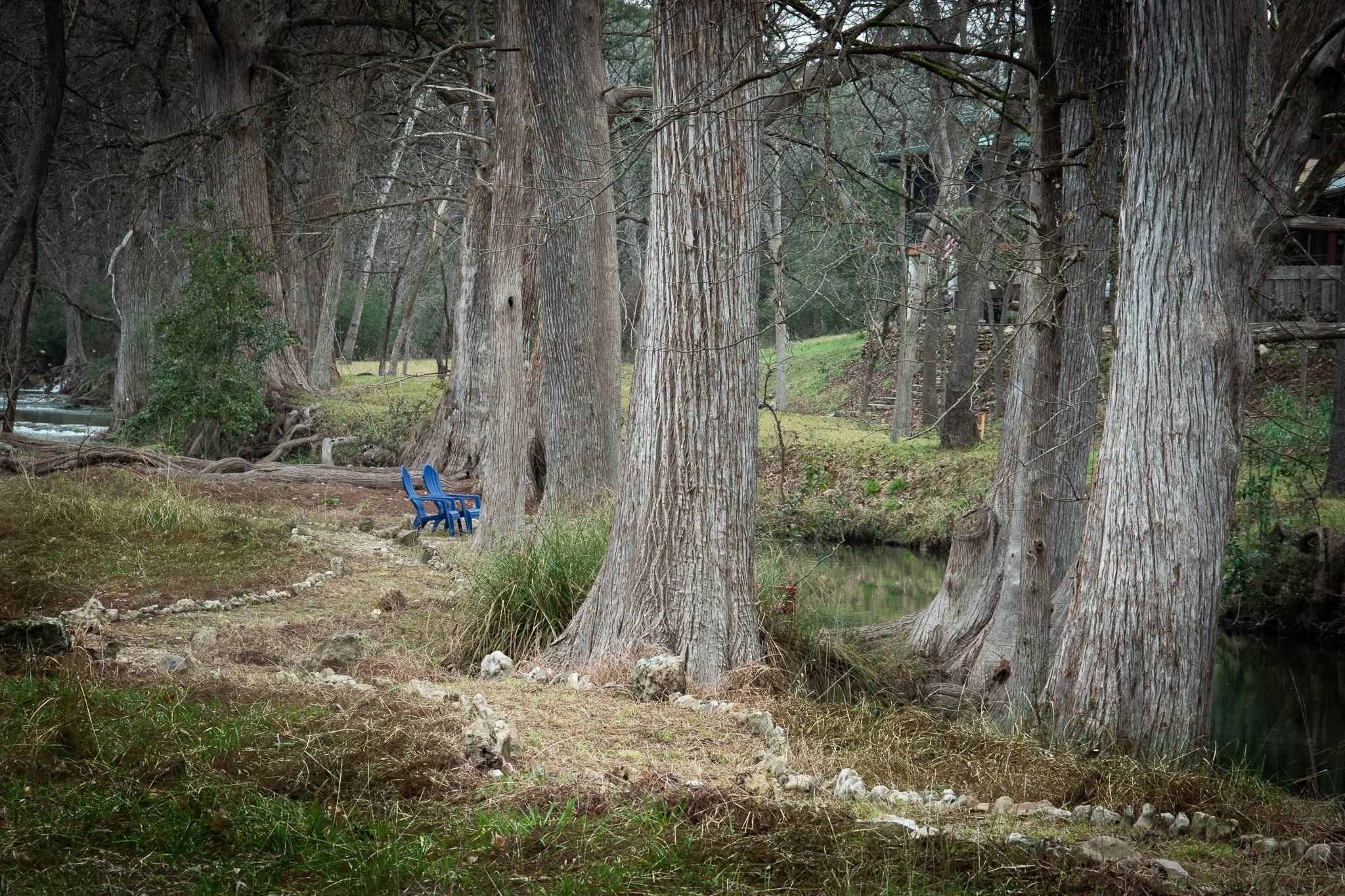 Un entorno natural con un sendero que lleva a un banco azul, rodeado de árboles altos y una pequeña masa de agua.