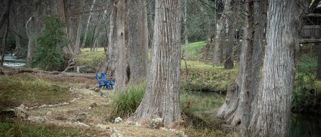 Un entorno natural con un sendero que lleva a un banco azul, rodeado de árboles altos y una pequeña masa de agua.
