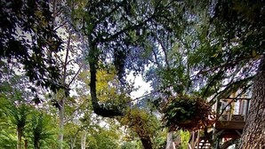 A serene garden with a narrow water channel, lush greenery, and a bicycle. - Creekhaven Inn & Spa (Wimberley)