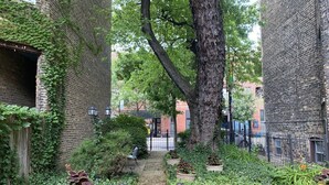 Un estrecho callejón de ladrillo con un árbol en el centro, rodeado de plantas en macetas y follaje.