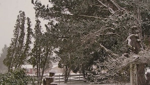 A snow-covered garden with a brick structure, trees, and a wooden fence. - Miller Tree Inn (Forks)
