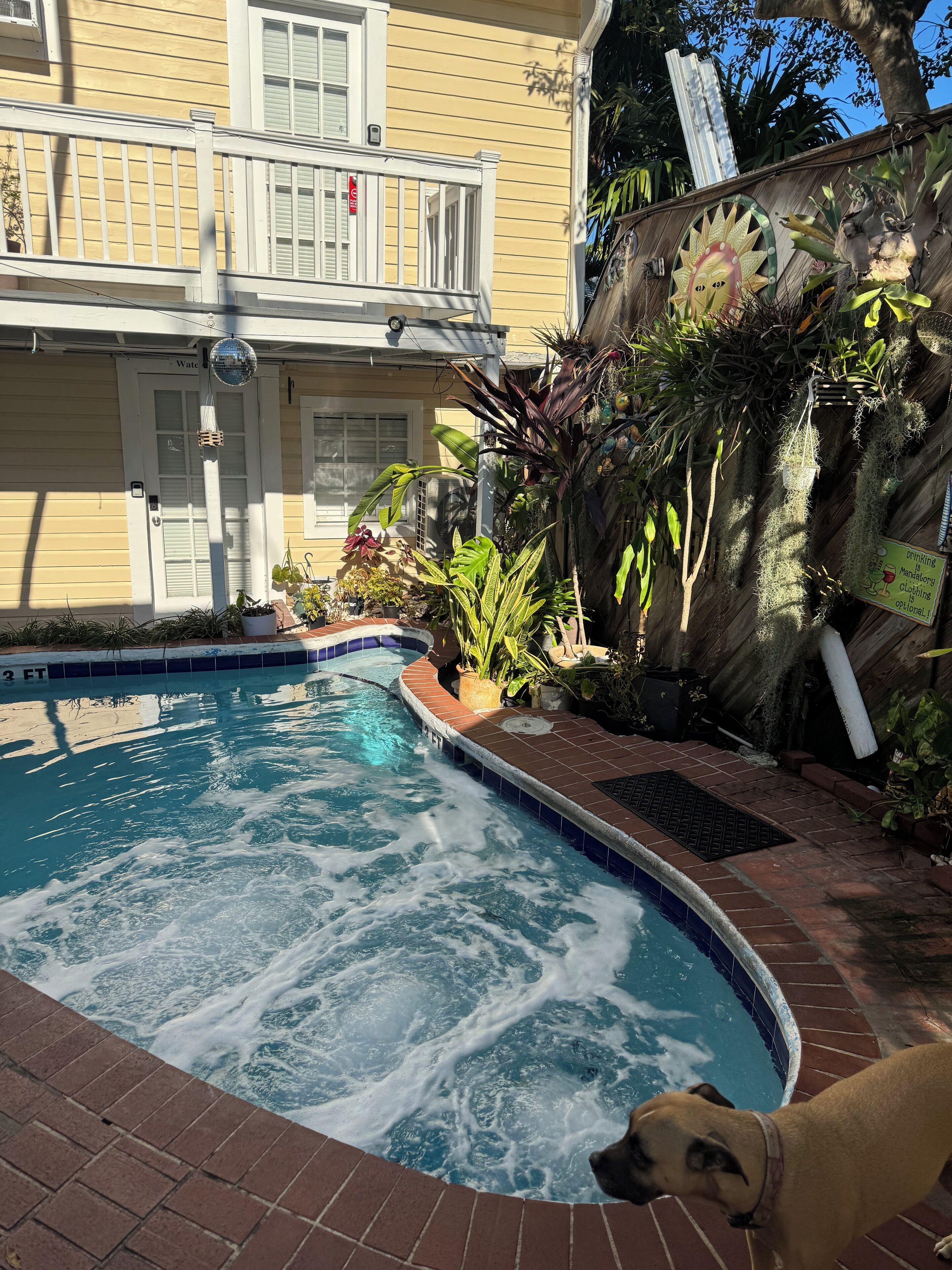 A swimming pool with a brick edge, surrounded by a variety of plants and a wooden fence.
