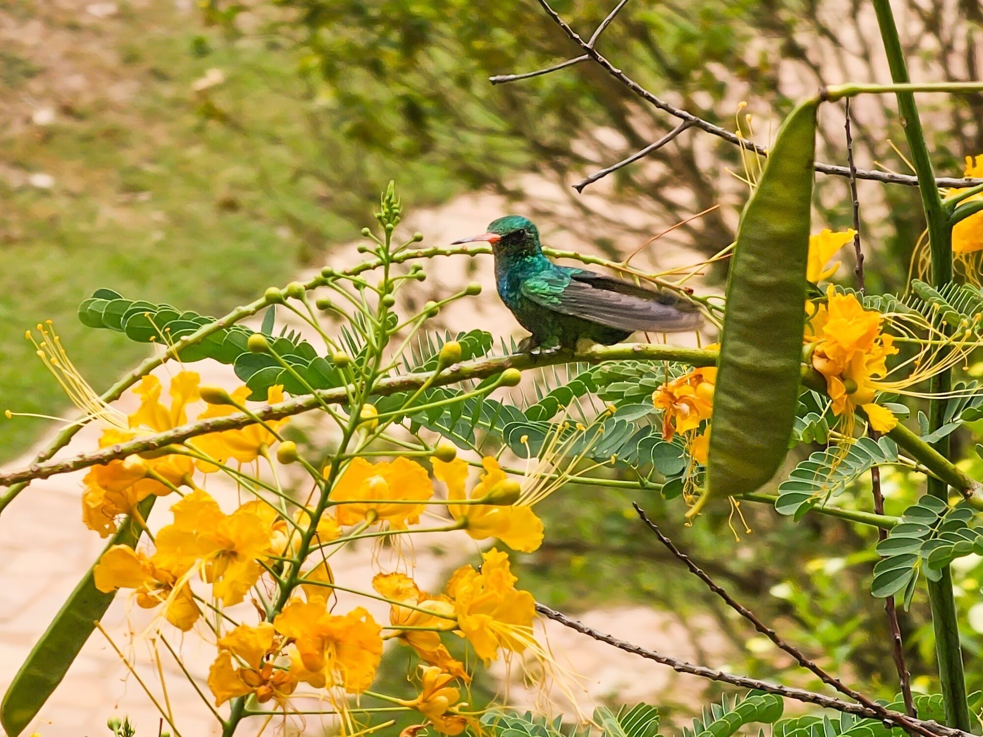 A bird perched on a branch amidst yellow flowers.