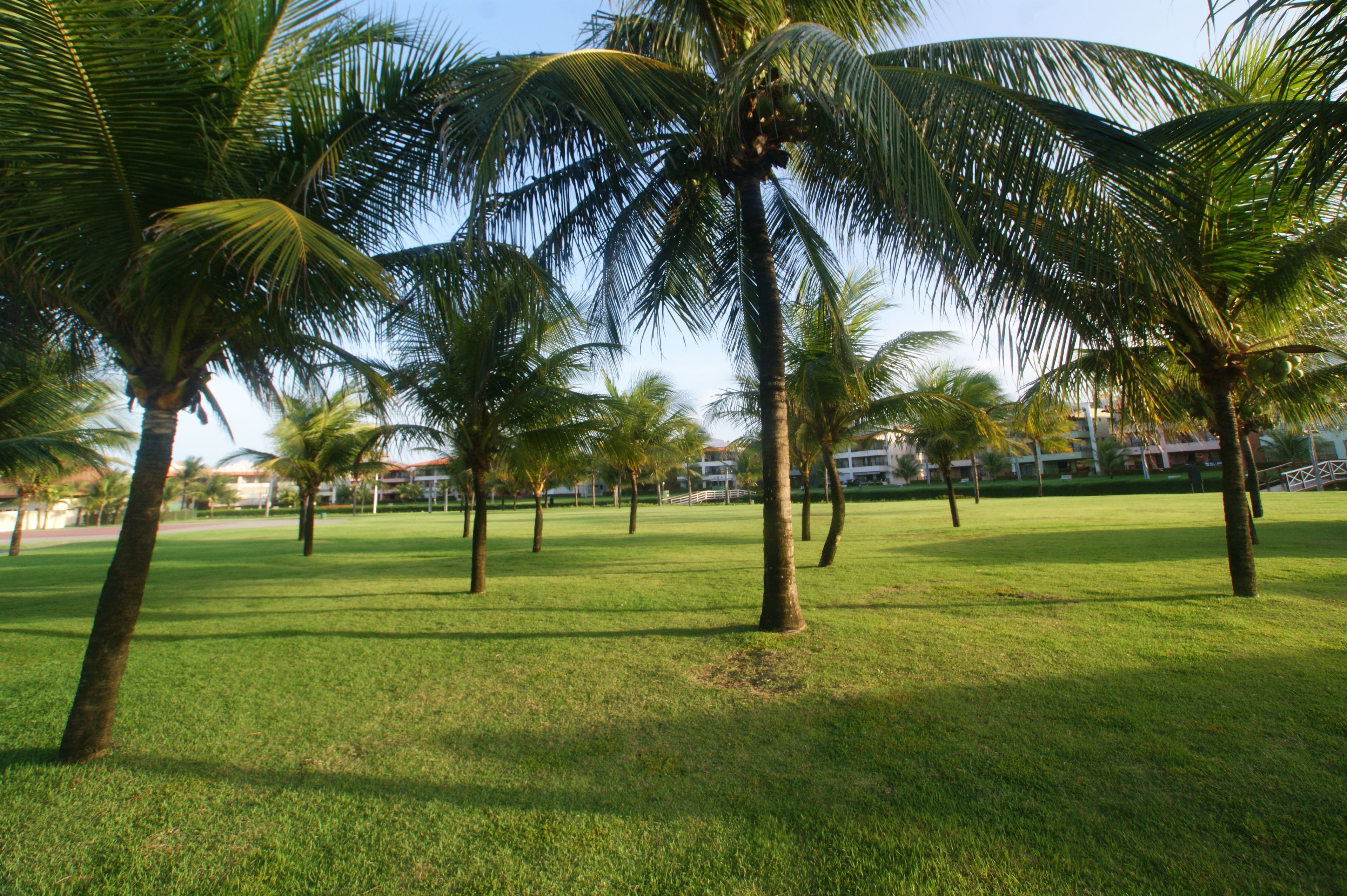 A grassy area with palm trees and a building in the background.