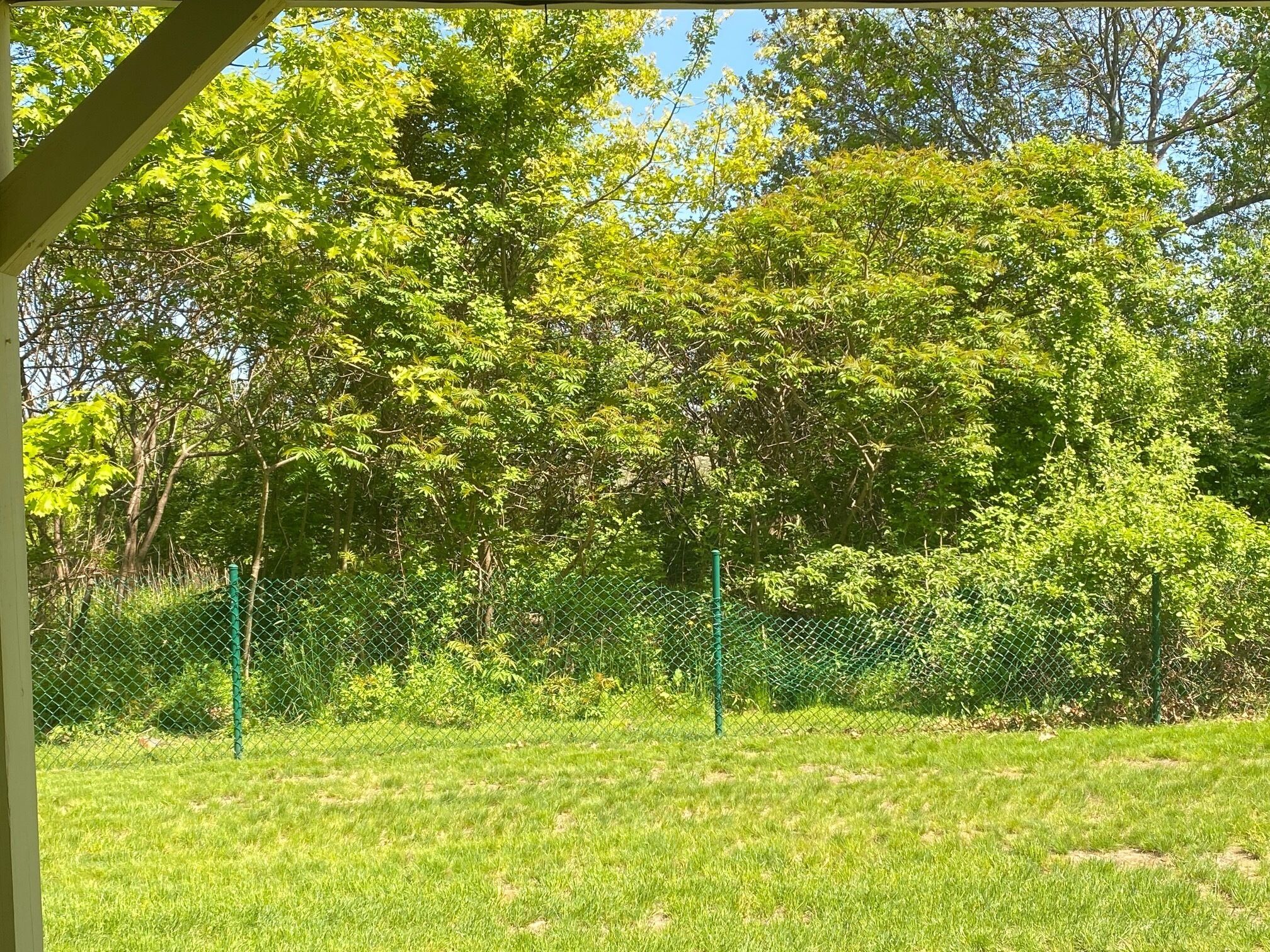 A fenced outdoor area with grass and trees.