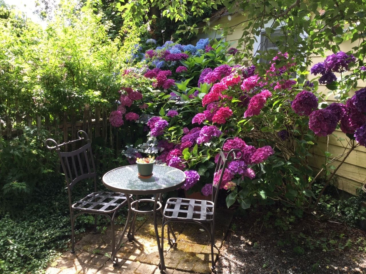 Un patio jardín con una mesa redonda y sillas de metal, rodeado de arbustos de hortensia morados y azules.