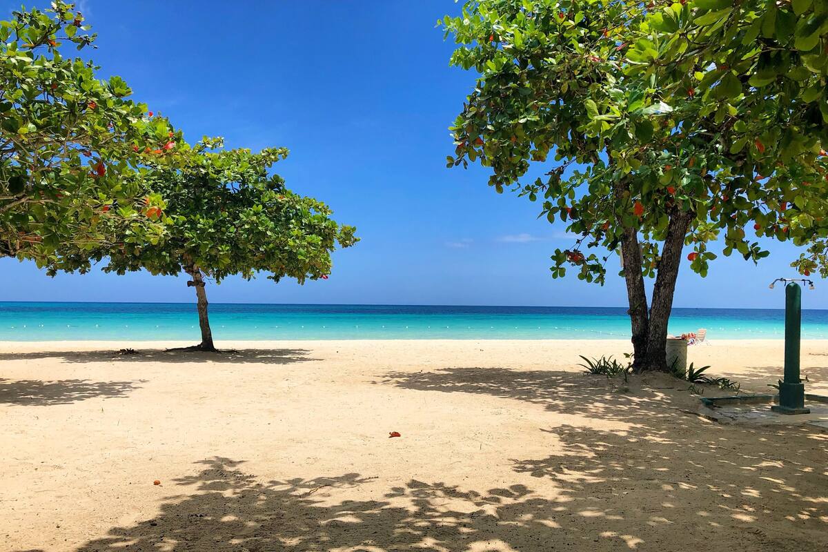 A beach with two trees, clear blue sky, and calm sea.