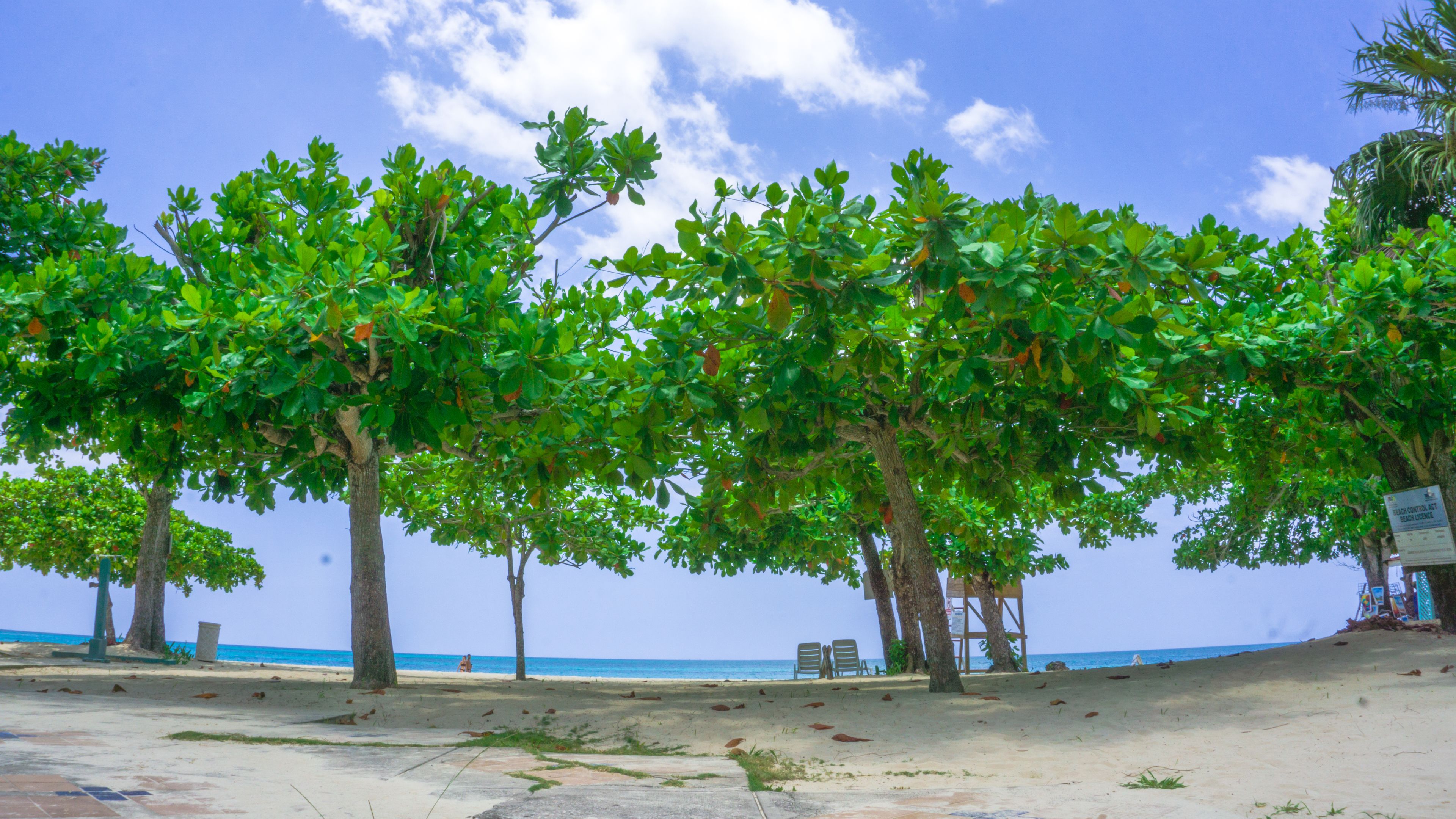Ein Strand mit Bäumen, einem klaren Himmel und dem Meer im Hintergrund.
