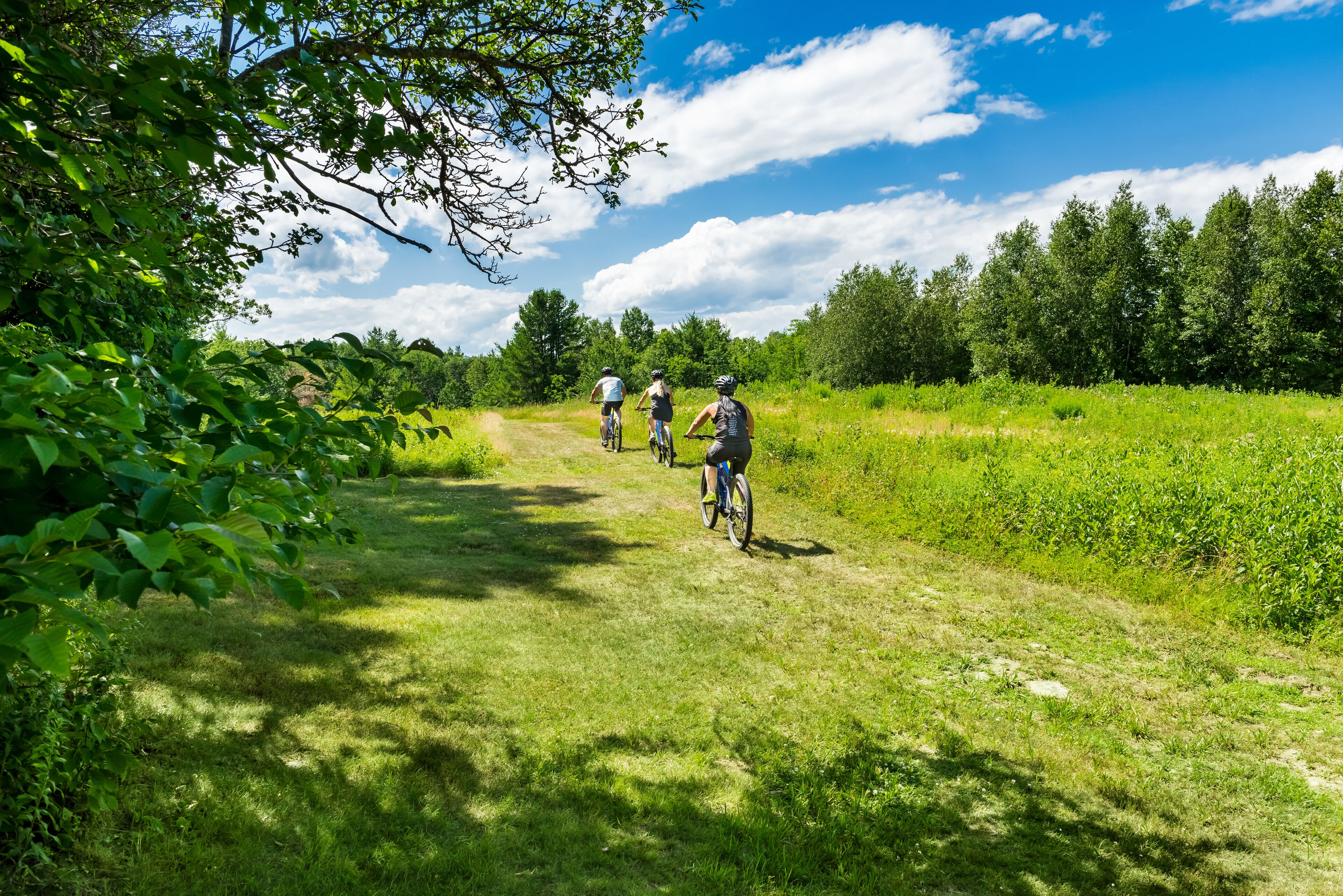 Un groupe de cyclistes sur un sentier herbeux, entouré d’arbres et de verdure.