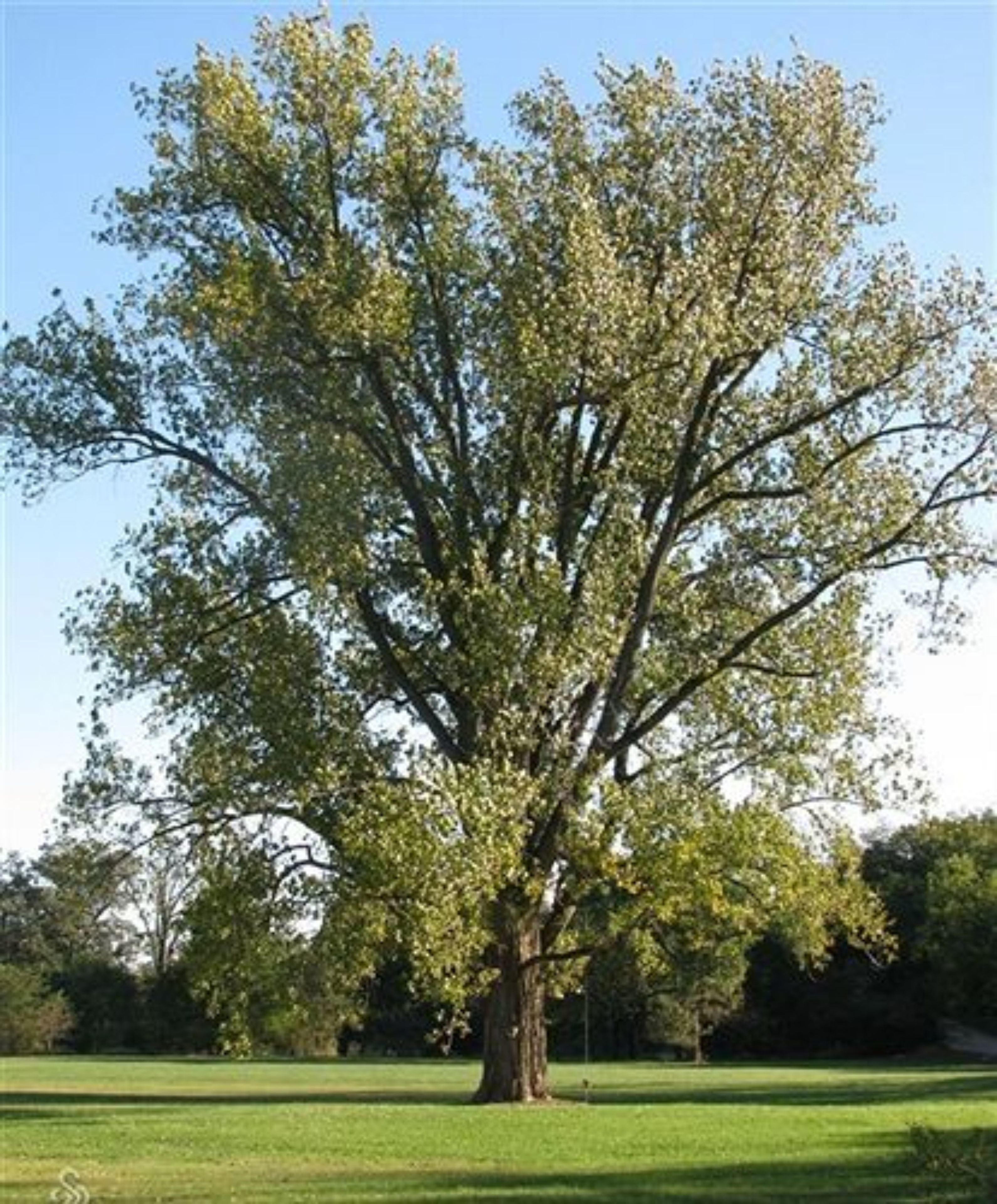 Un árbol grande con un tronco grueso y una copa amplia, ubicado en un campo cubierto de hierba.