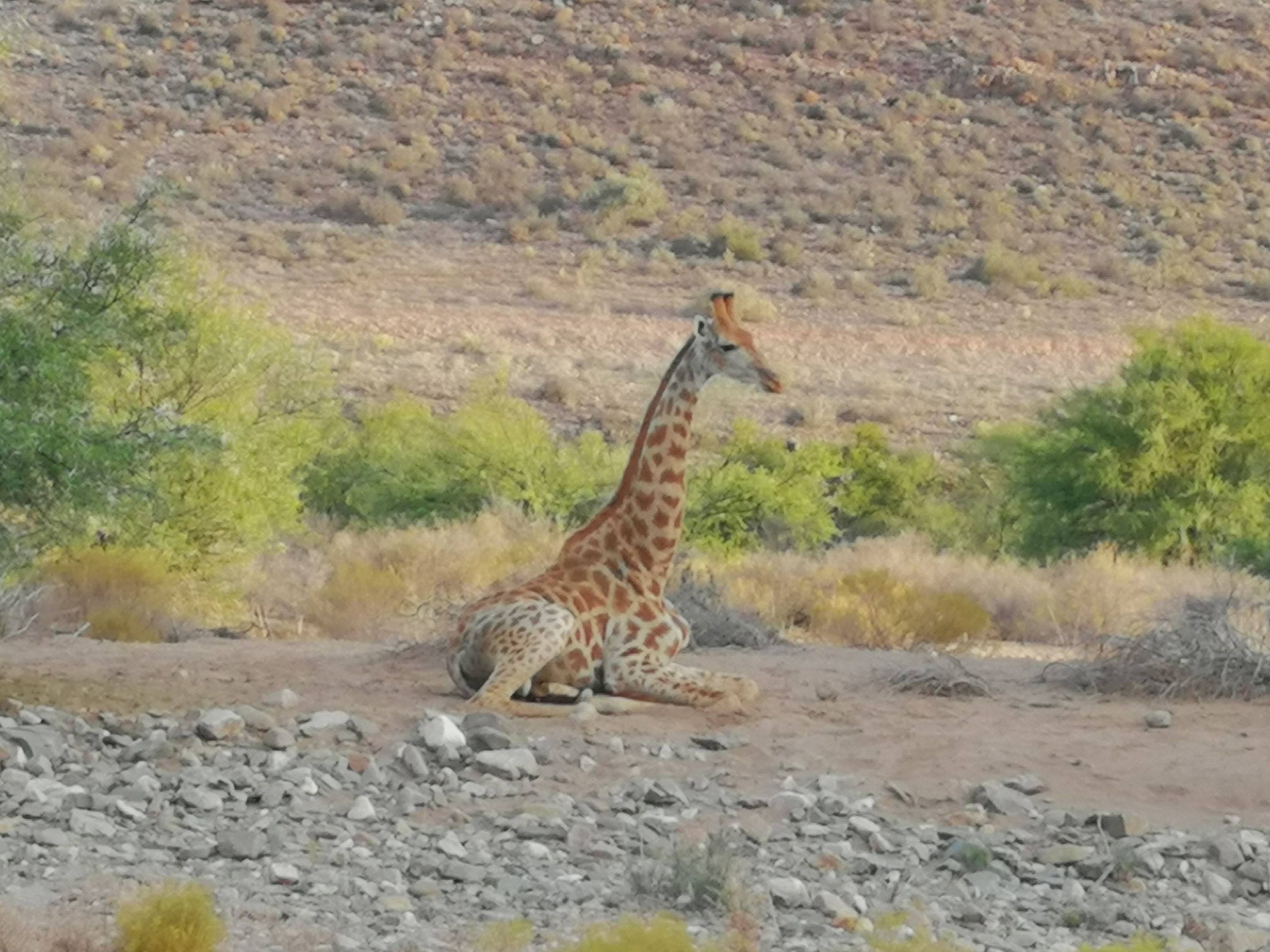 A giraffe sitting on rocky ground with sparse vegetation and a hilly background.