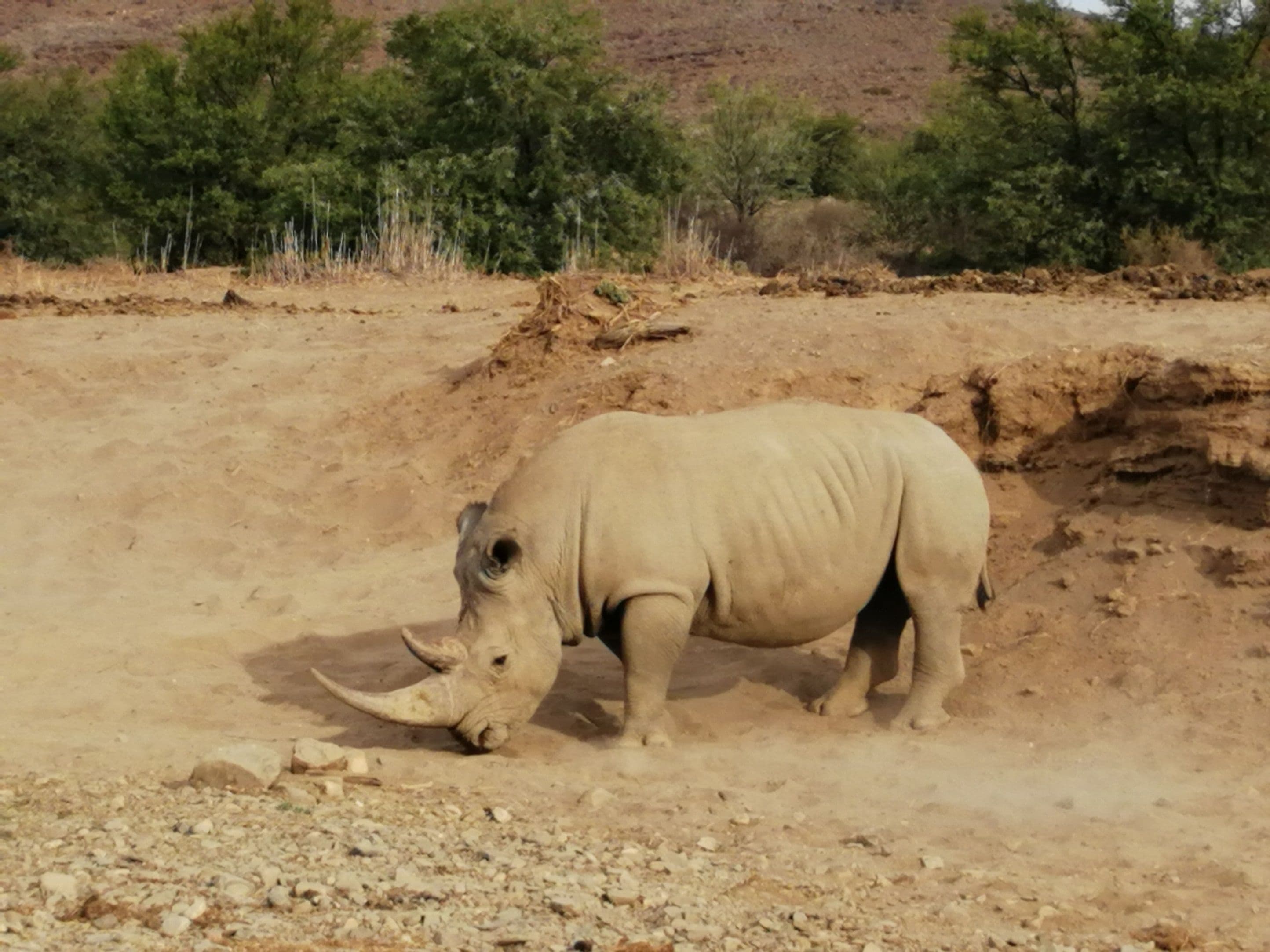 Ein Nashorn in einer trockenen, felsigen Landschaft mit vereinzelter Vegetation und hügeliger Kulisse.