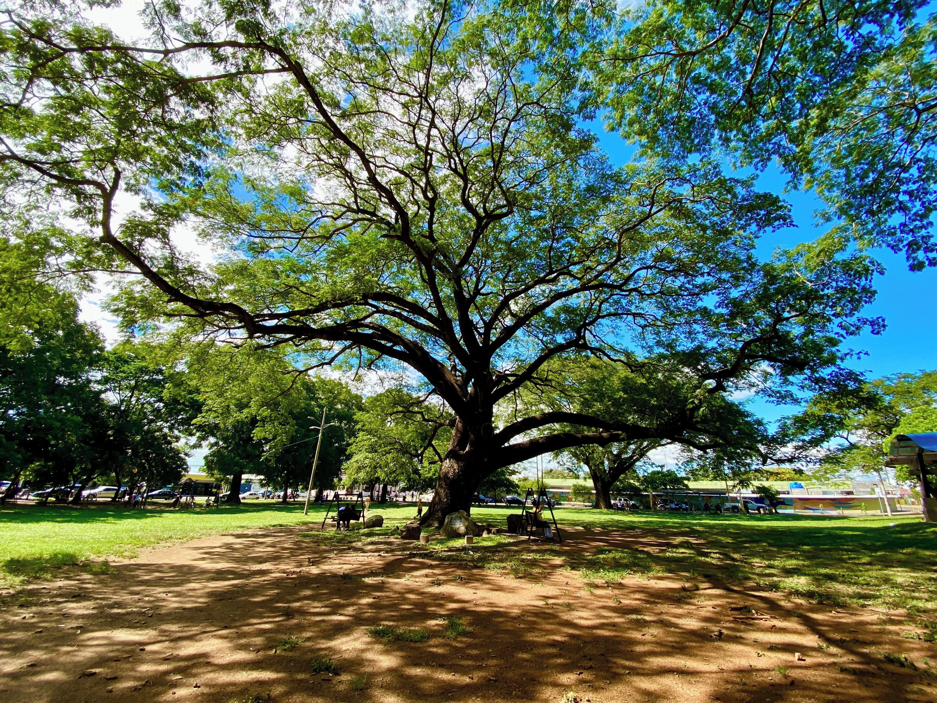 A large tree in a park with a clear sky.