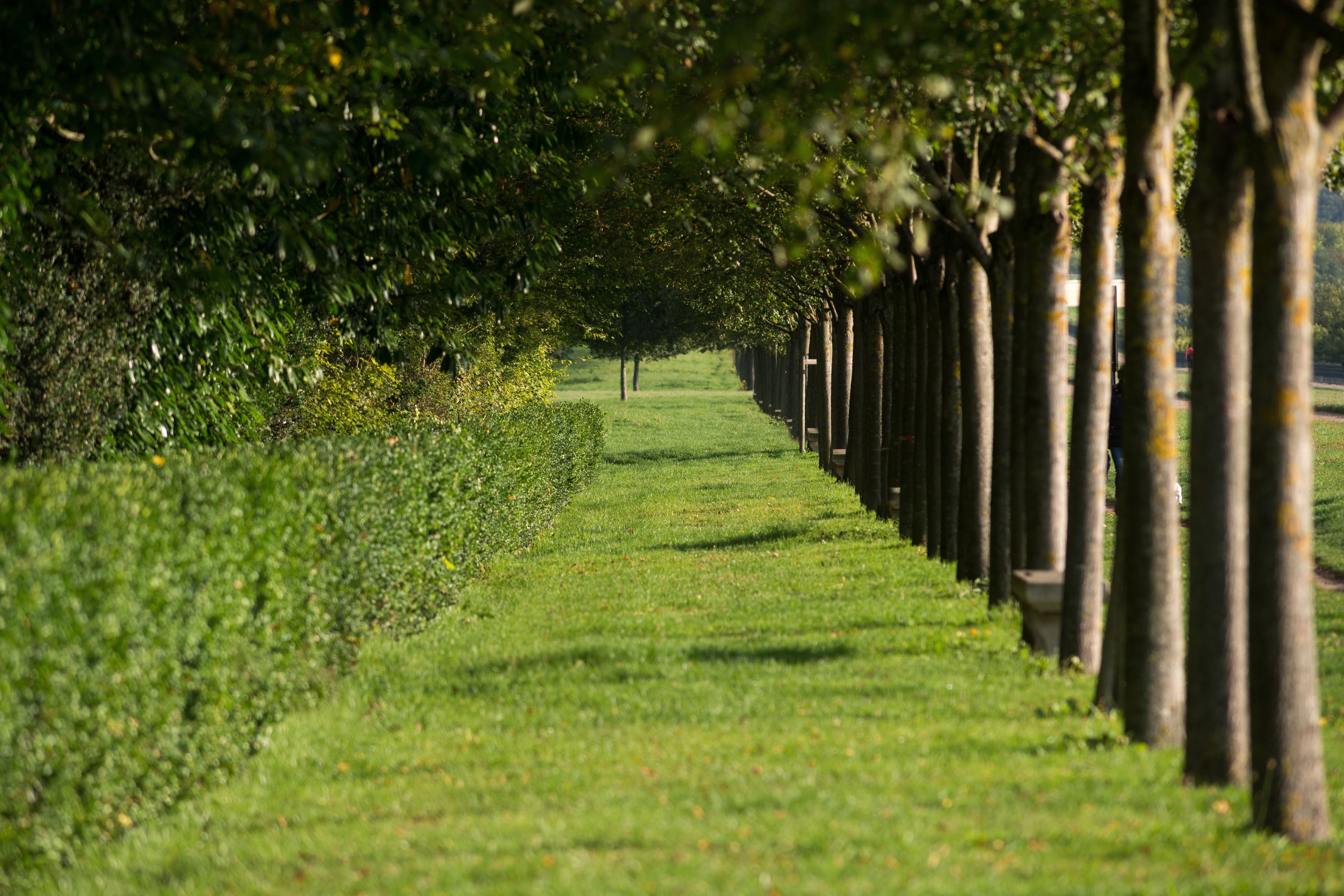 A pathway lined with trees and grass.