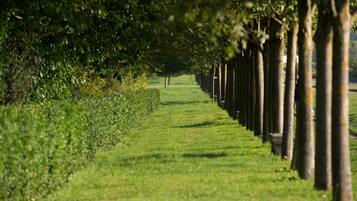 A pathway lined with trees and grass.