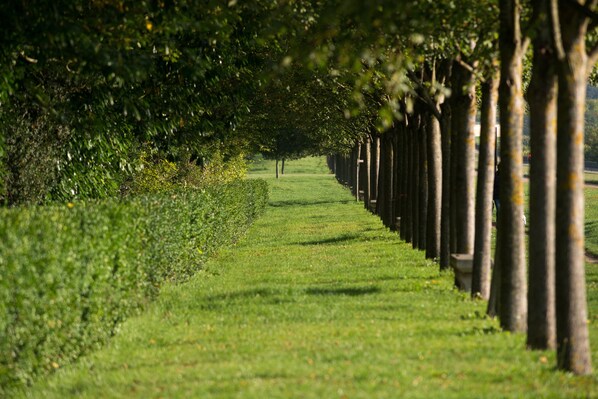 A pathway lined with trees and grass.
