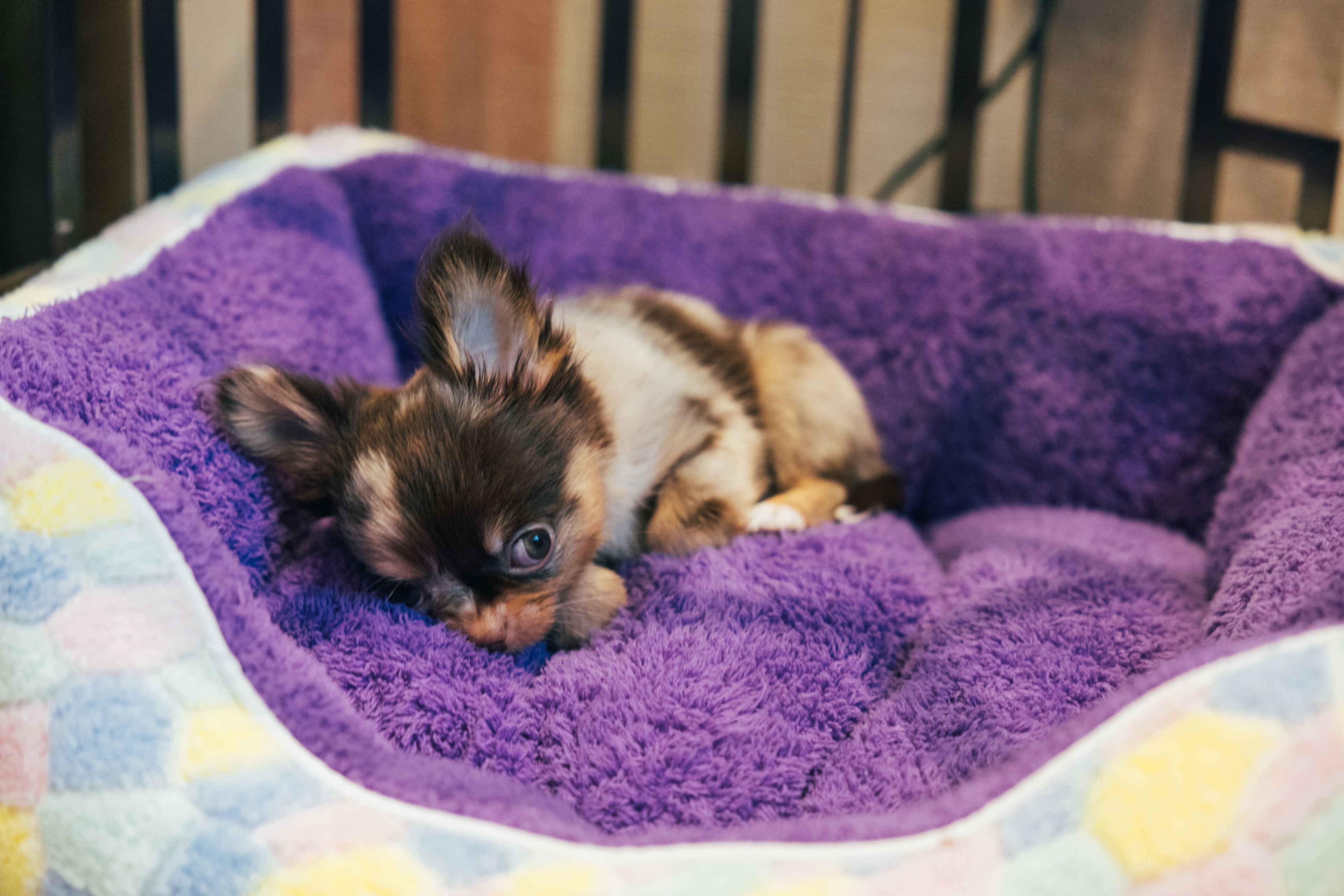 pet-friendly amenities