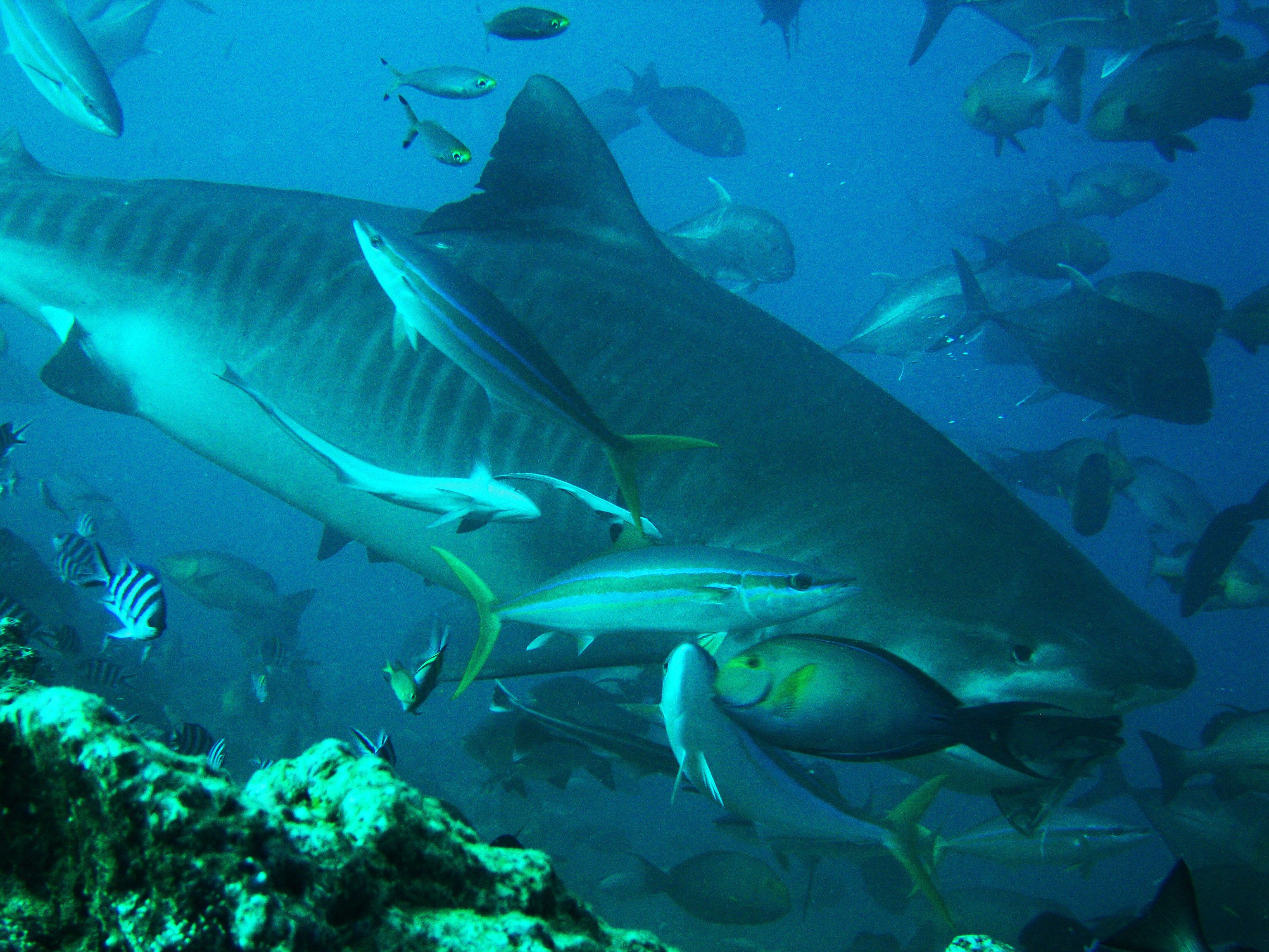 A large shark swimming among a school of smaller fish in an aquarium.