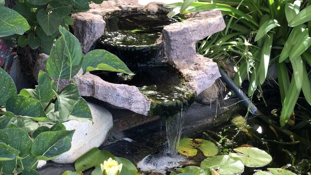 A small waterfall feature surrounded by lush green foliage and lily pads in a garden setting. - Settlement Motor Inn, Deniliquin (Deniliquin)