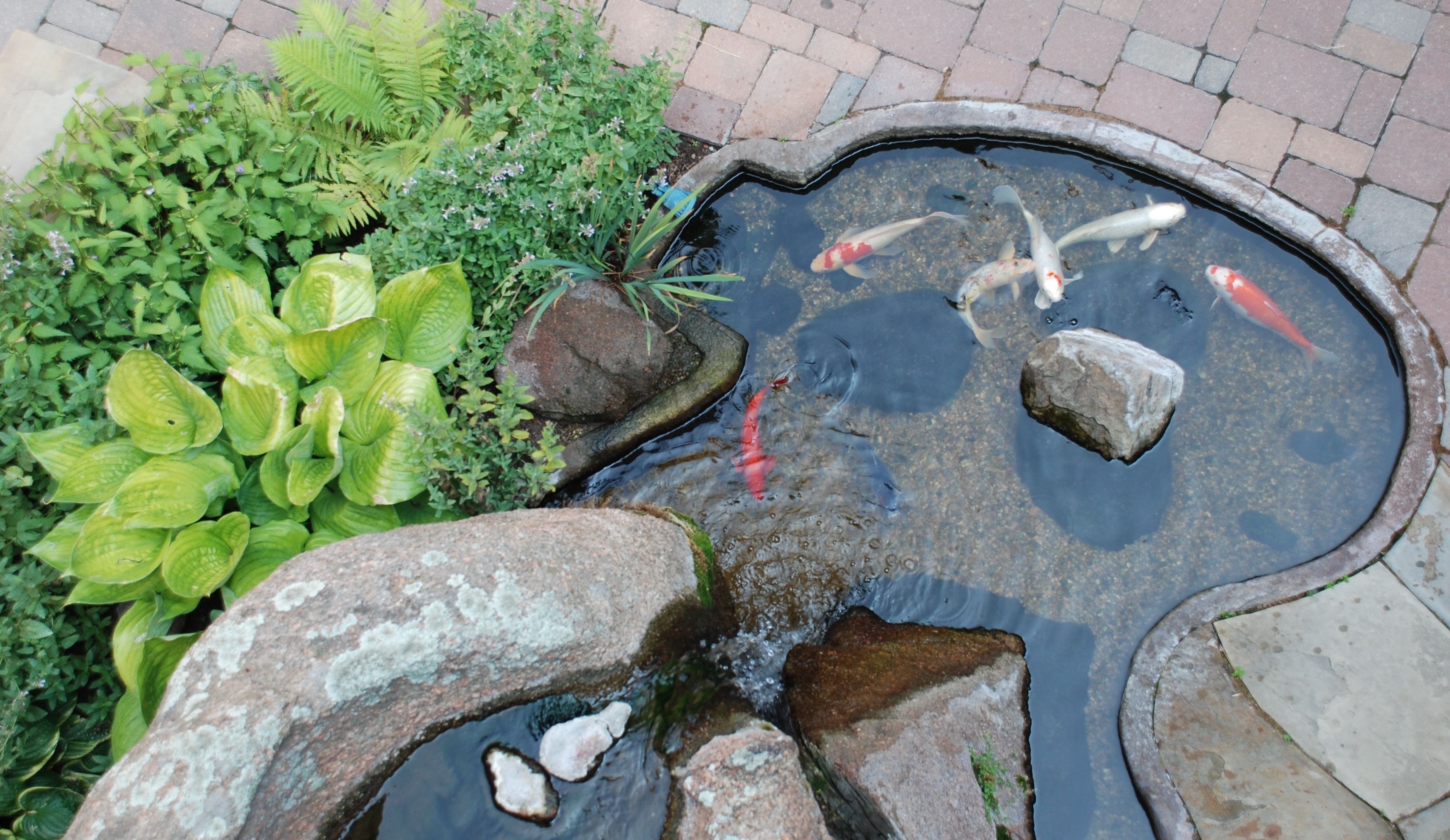 A koi pond with rocks and water plants.