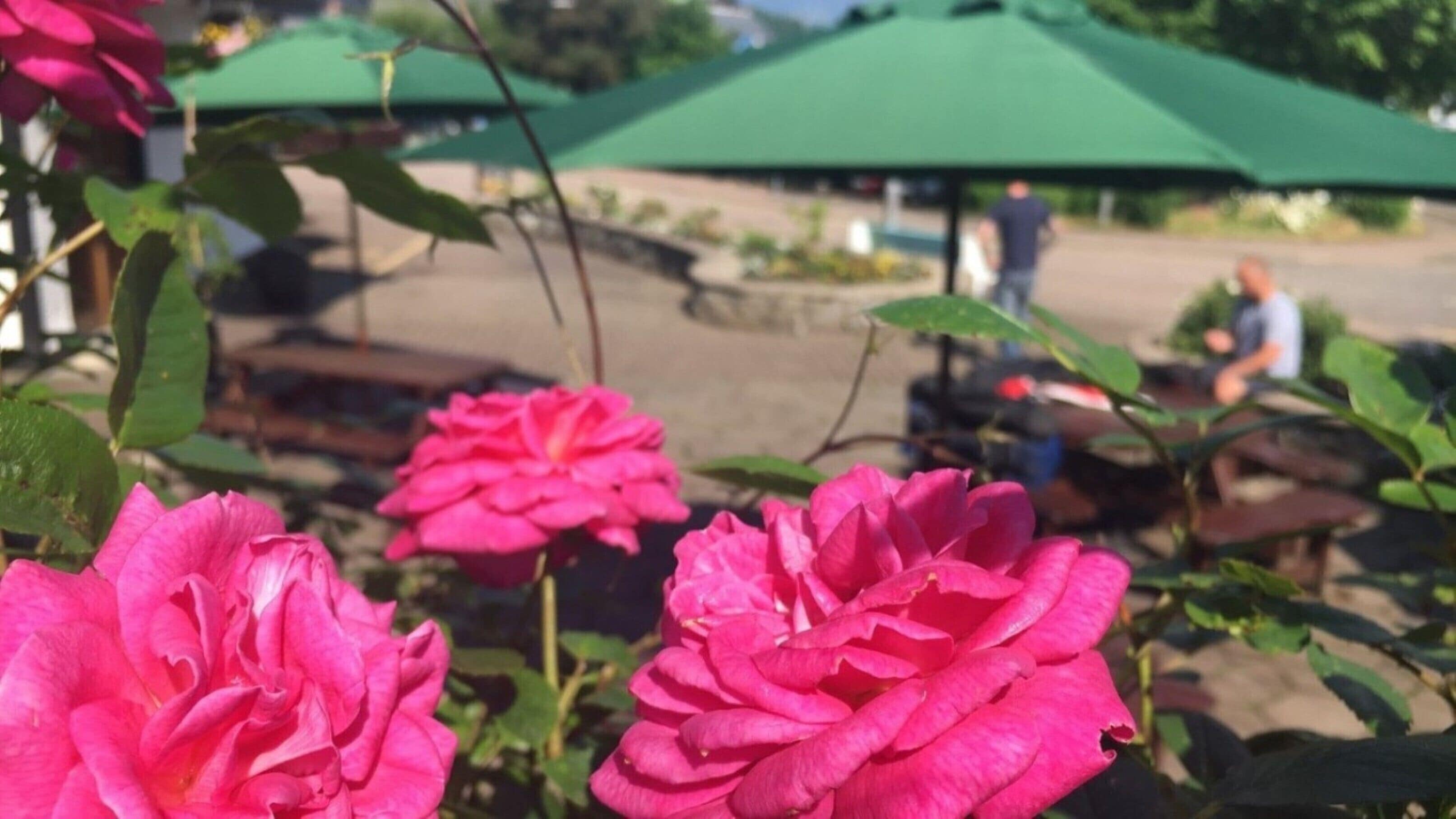 Un jardín con flores rosas y sombrillas verdes.