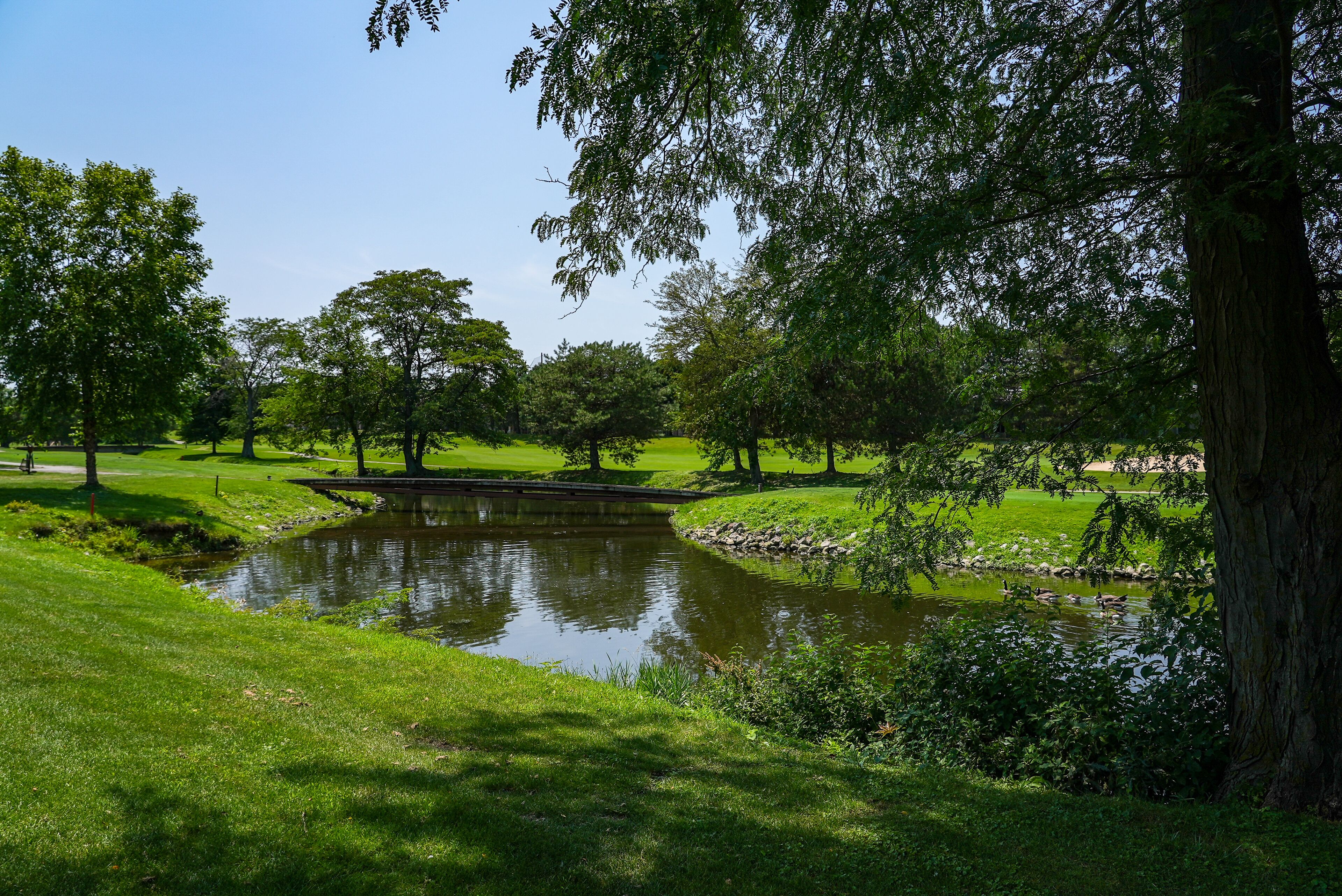 A serene park with a pond, lush greenery, and a bridge.