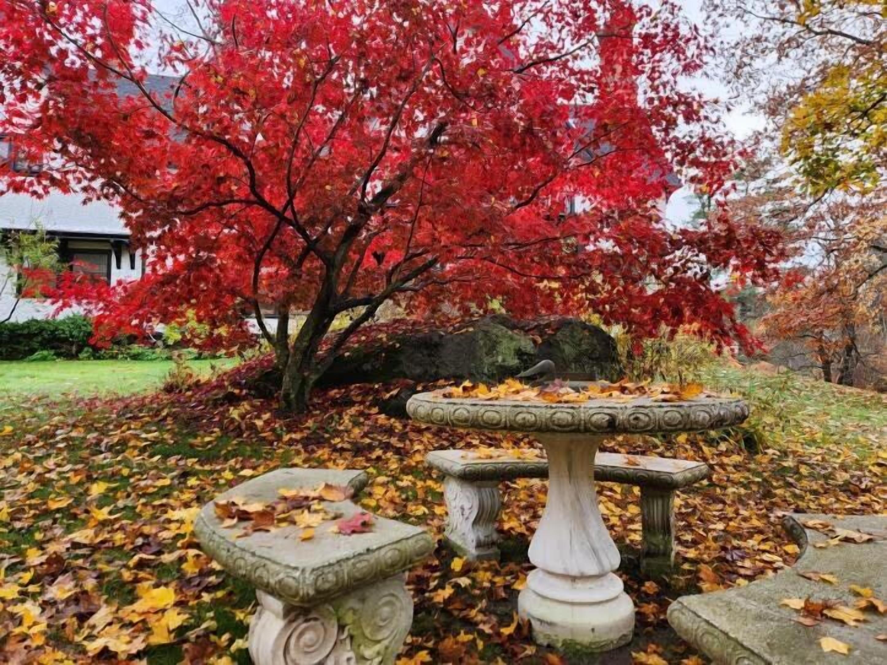 A garden with a stone fountain and a tree with red leaves.