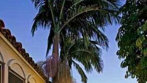 A building with a covered walkway, palm trees, and a well-lit exterior. - Casa Del Mar Inn (Santa Barbara)