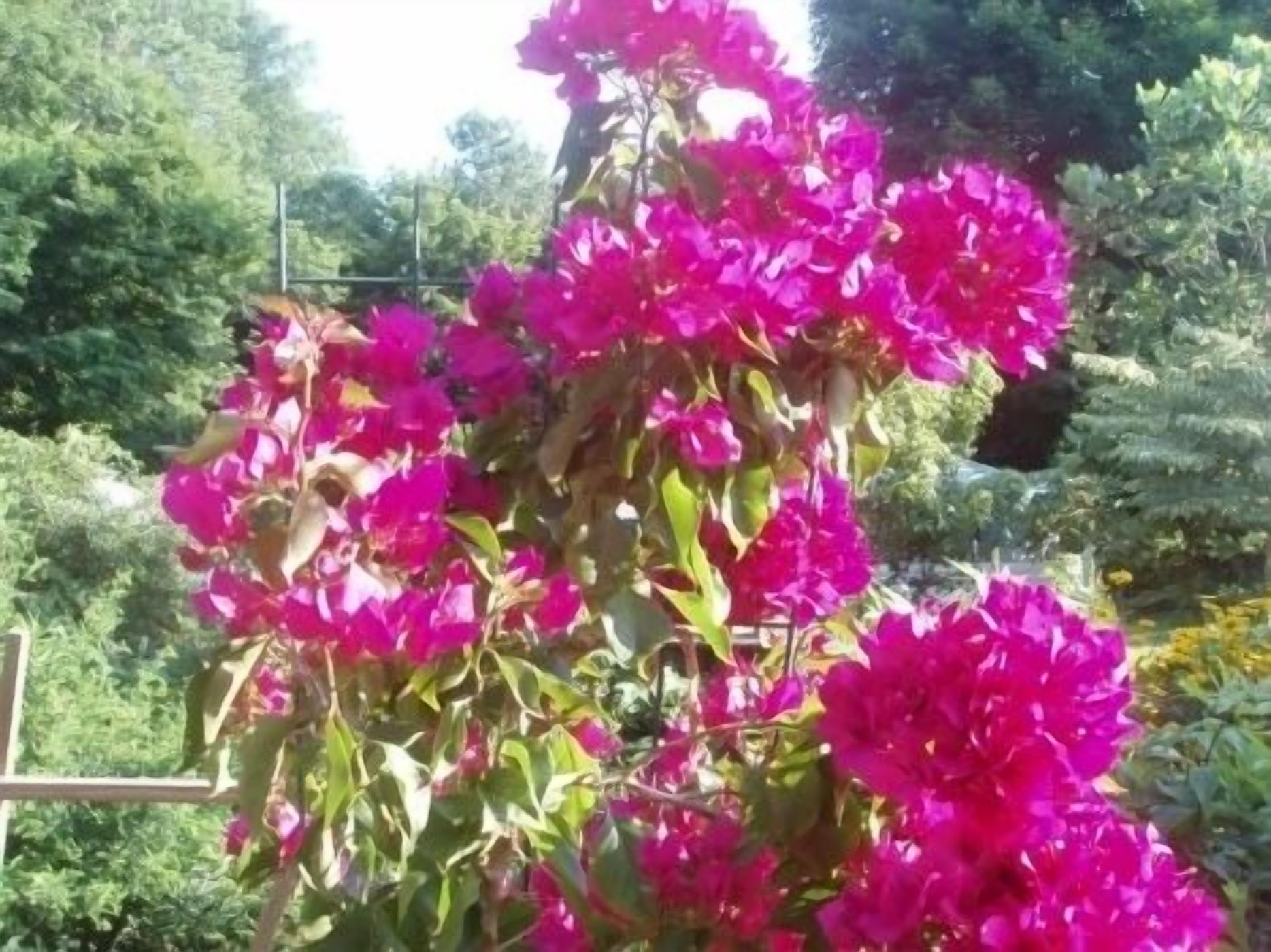 A garden with vibrant pink bougainvillea flowers and green foliage.