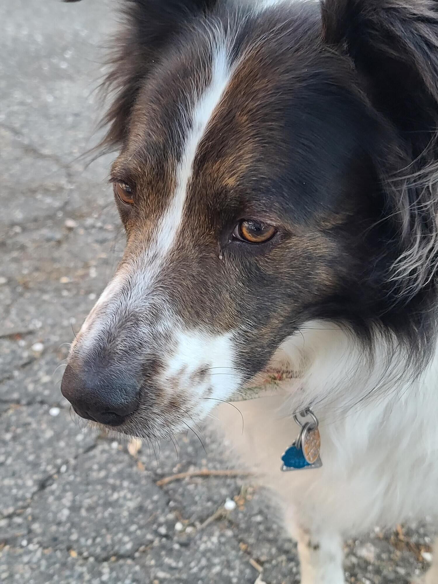 Een close-up van een hond met een witbruine vacht, een blauwe halsband en een identificatiemerk.
