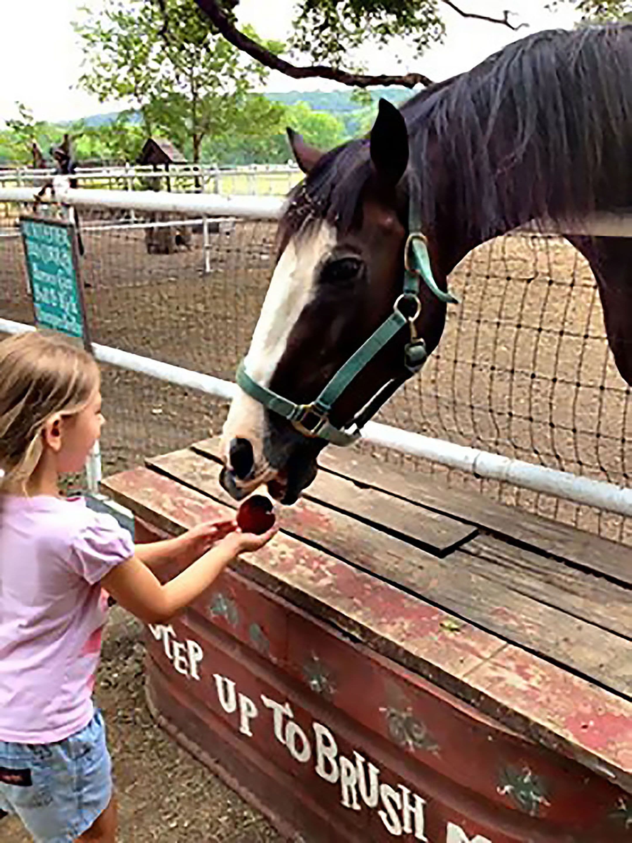 A person feeding a horse at a stable.