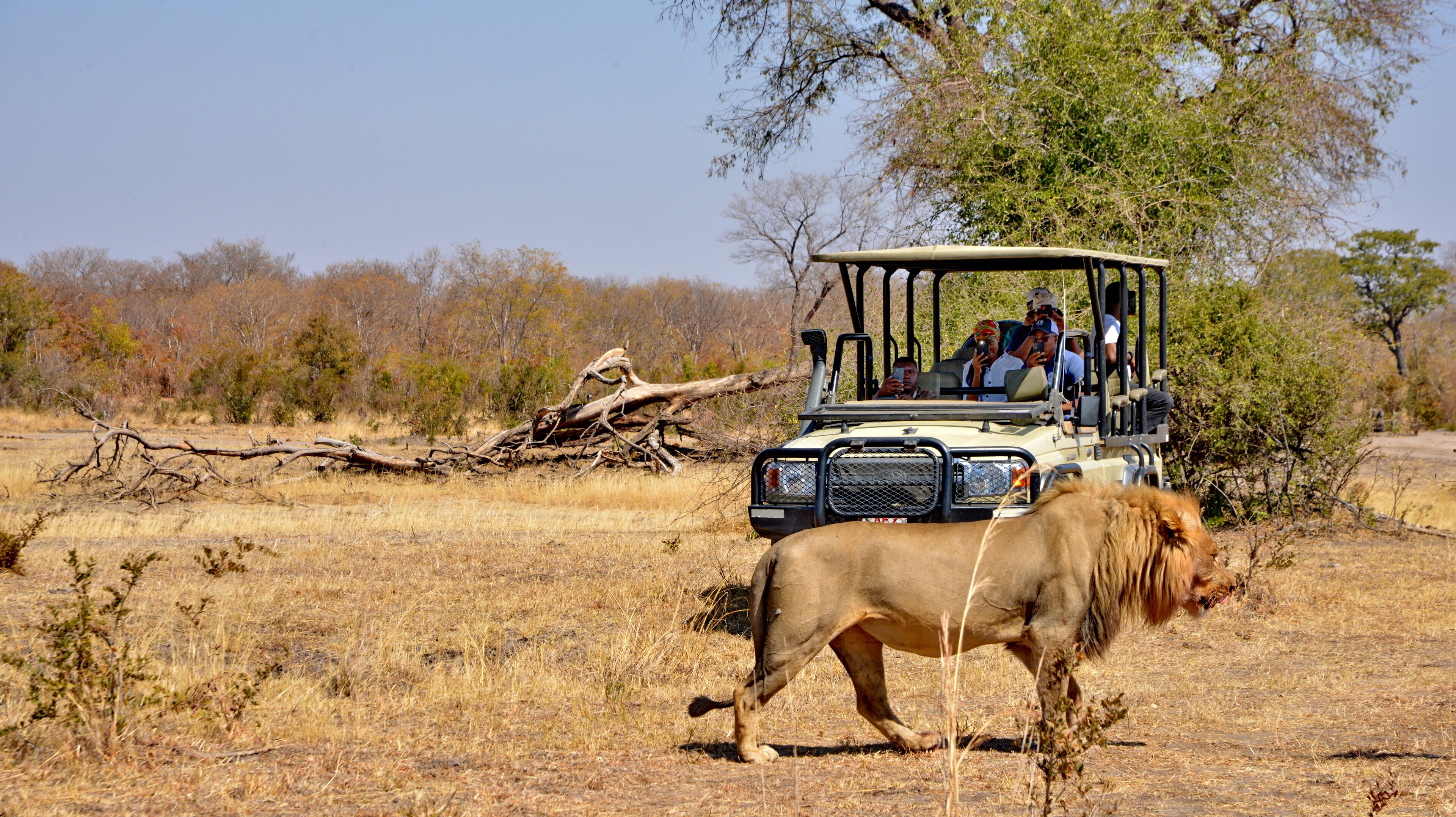 A safari vehicle with passengers observing wildlife.