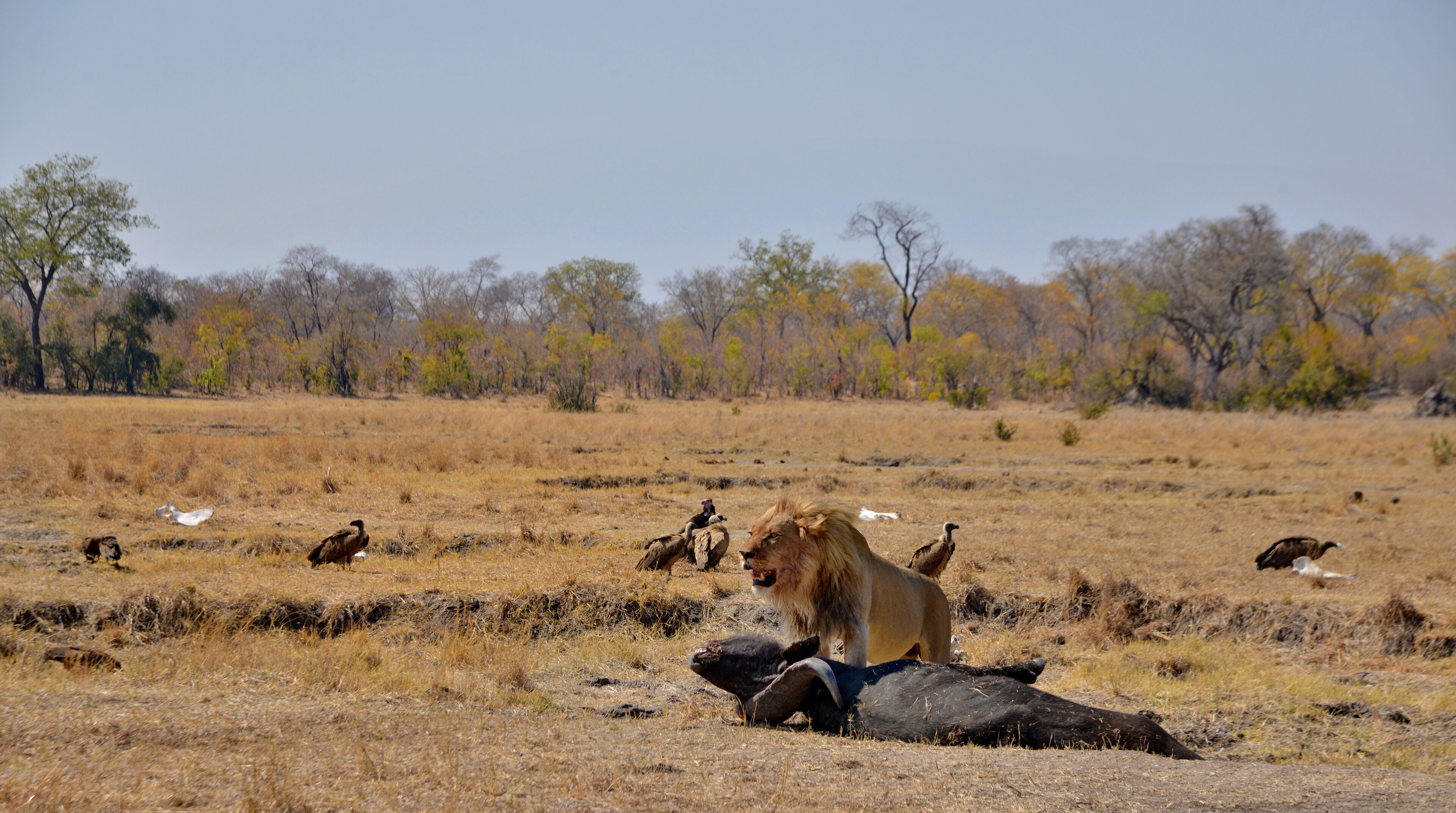 A lion resting on a fallen tree in a dry grassland with scattered trees in the background.