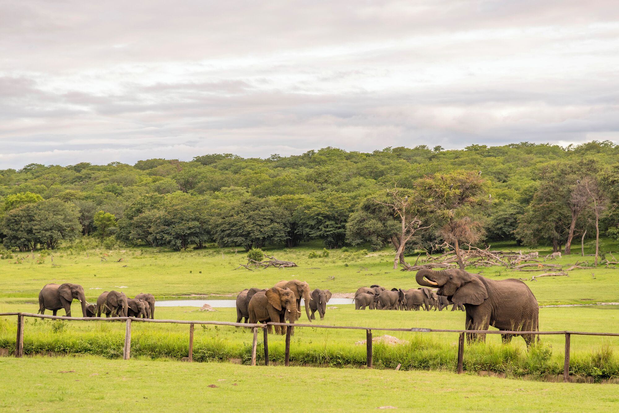 A group of elephants in a grassy field with a wooden fence and dense trees in the background.