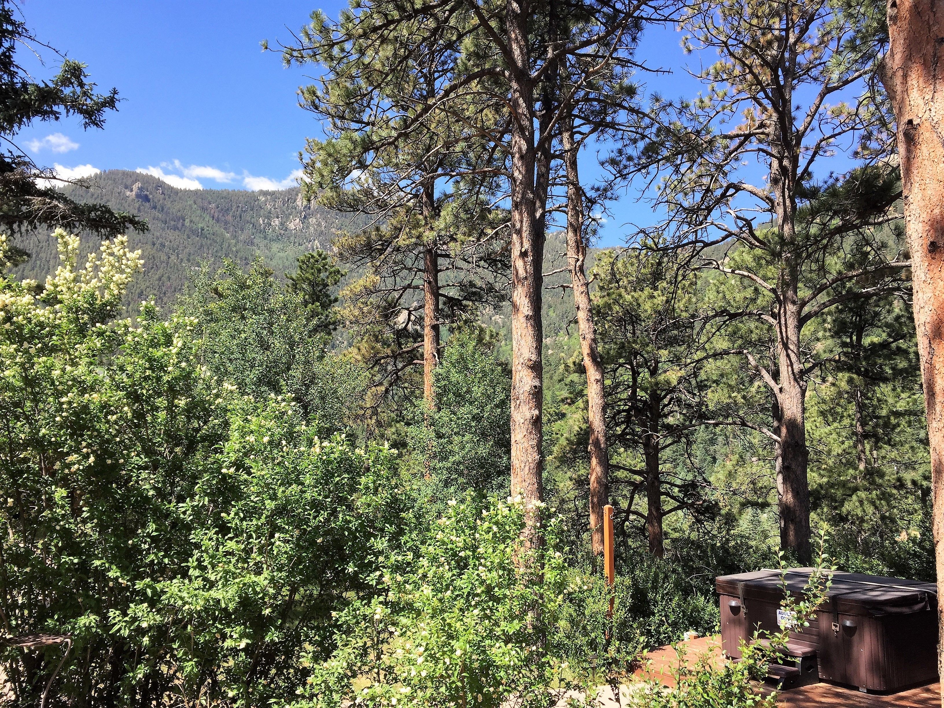 A forested area with tall trees and a hot tub in the foreground.