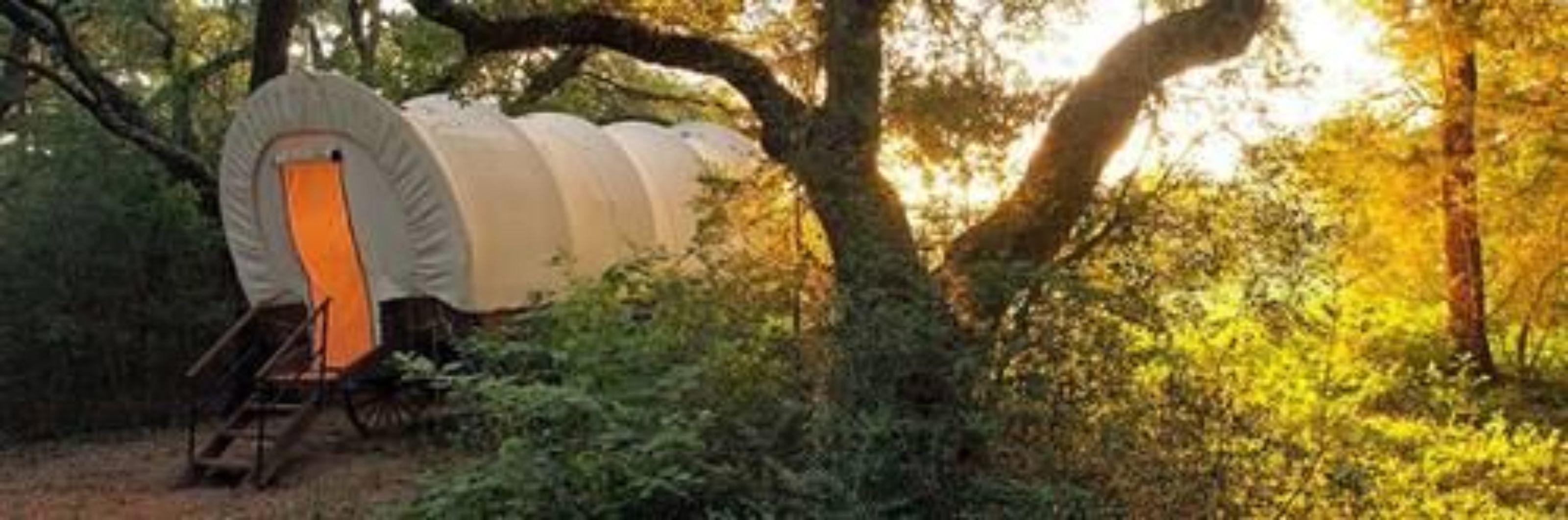 A covered wagon in a forest.