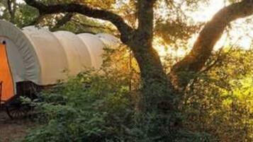 A covered wagon in a forest.