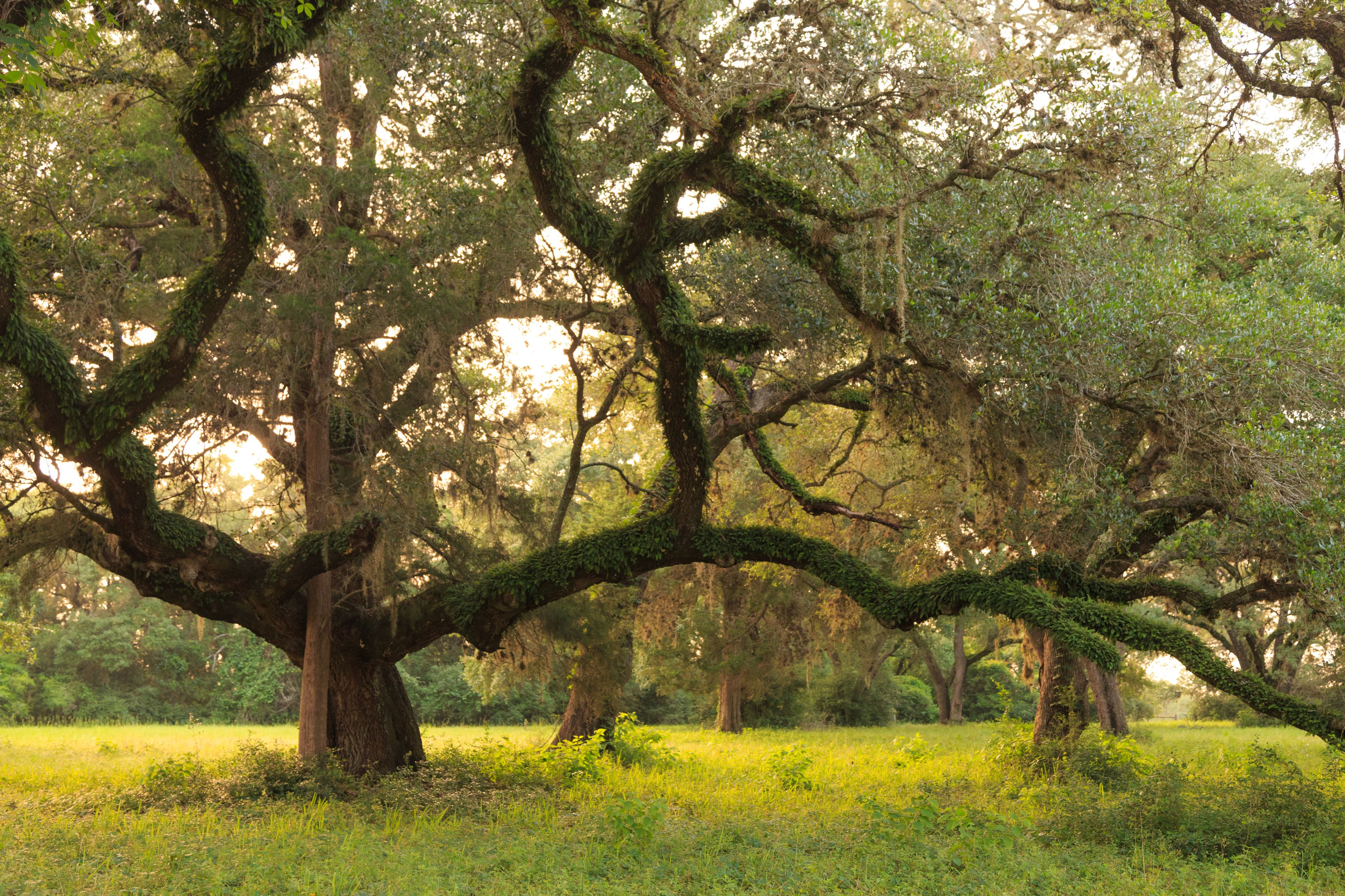 A large tree with a thick trunk and sprawling branches covered in moss.