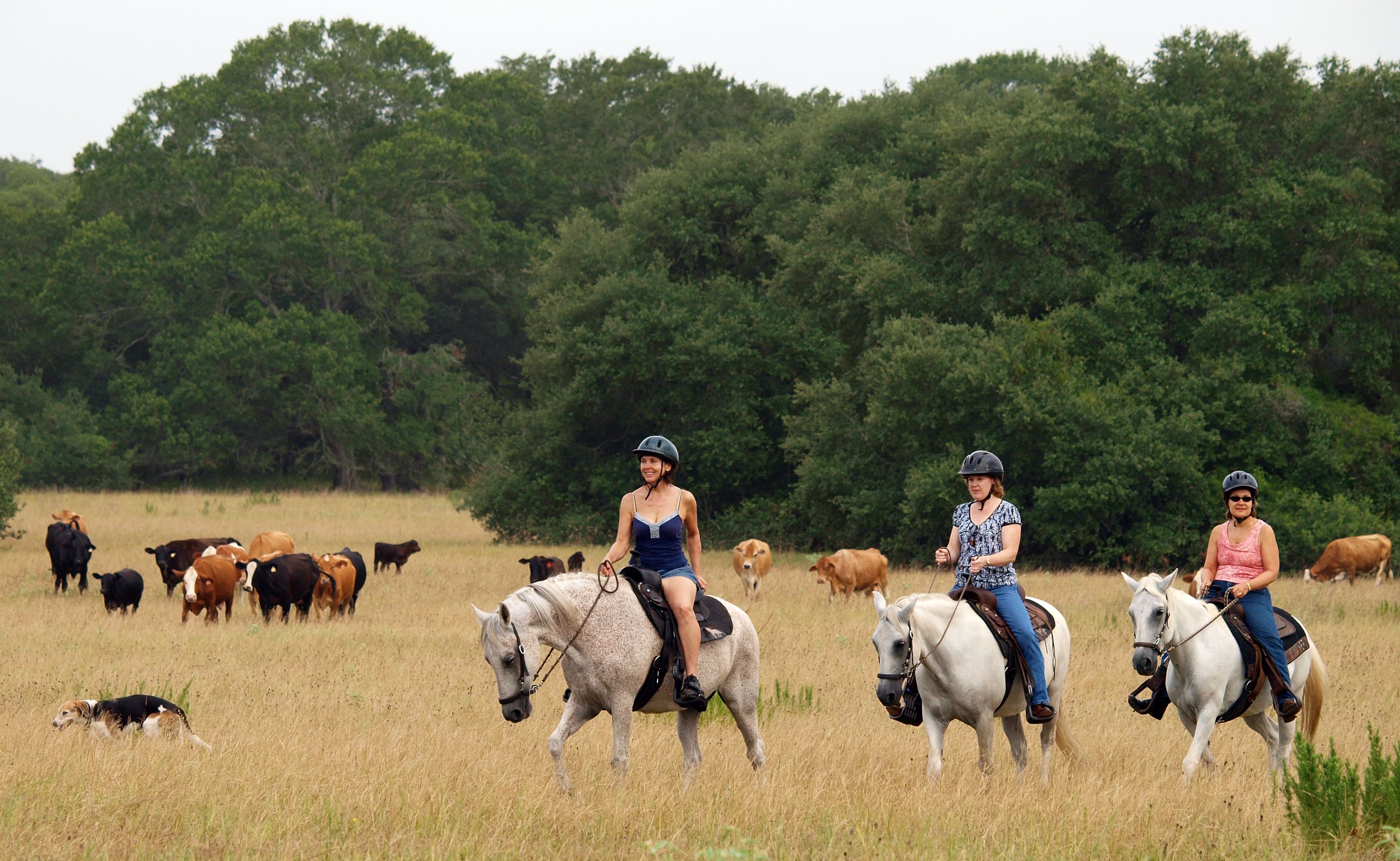 Three individuals riding horses in a field with a herd of cattle in the background.