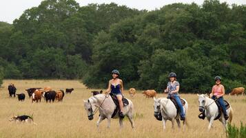 Three individuals riding horses in a field with a herd of cattle in the background.