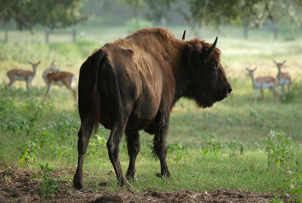 BlissWood Bed and Breakfast Ranch by null