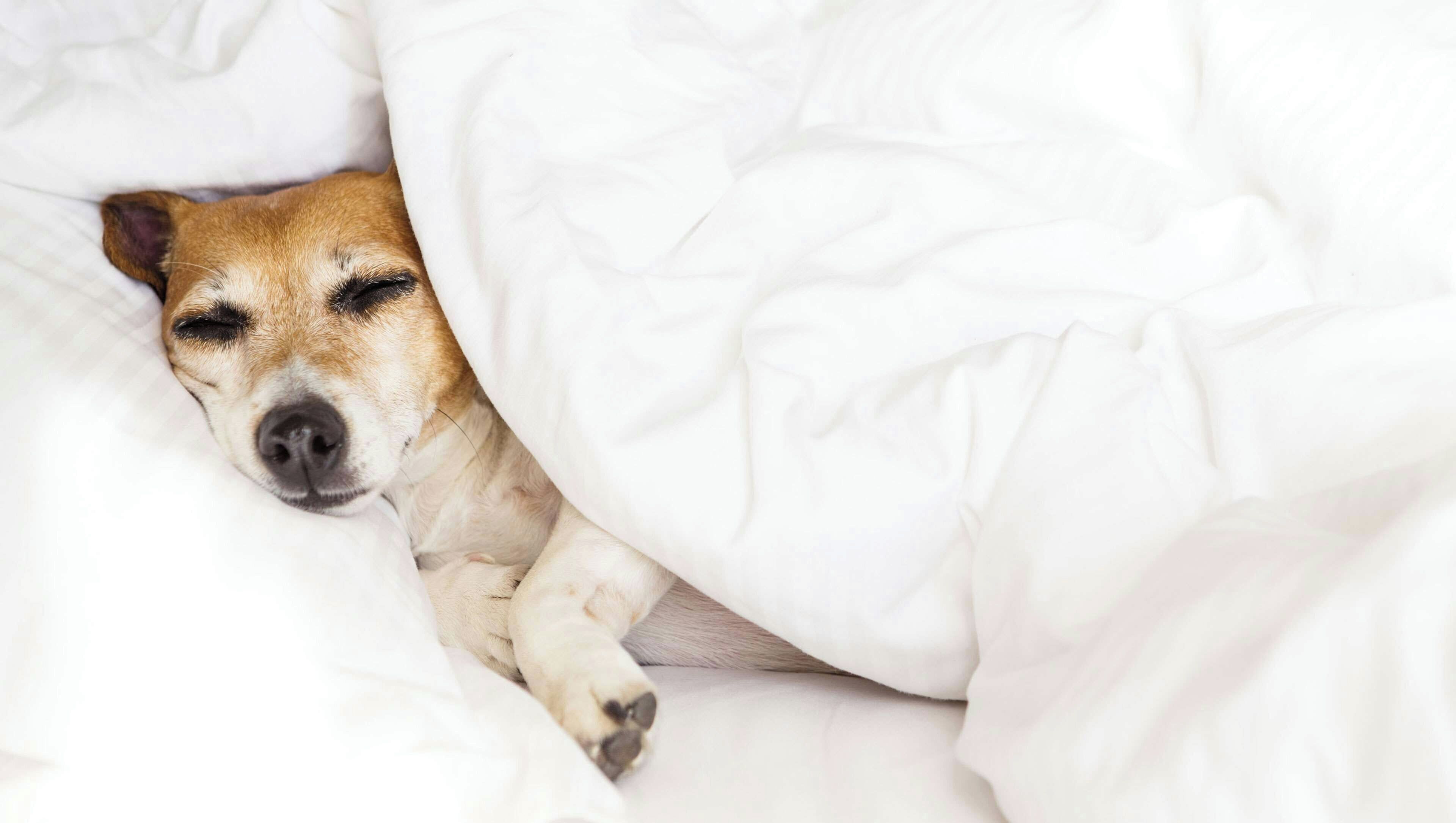 A dog sleeping under a white blanket.