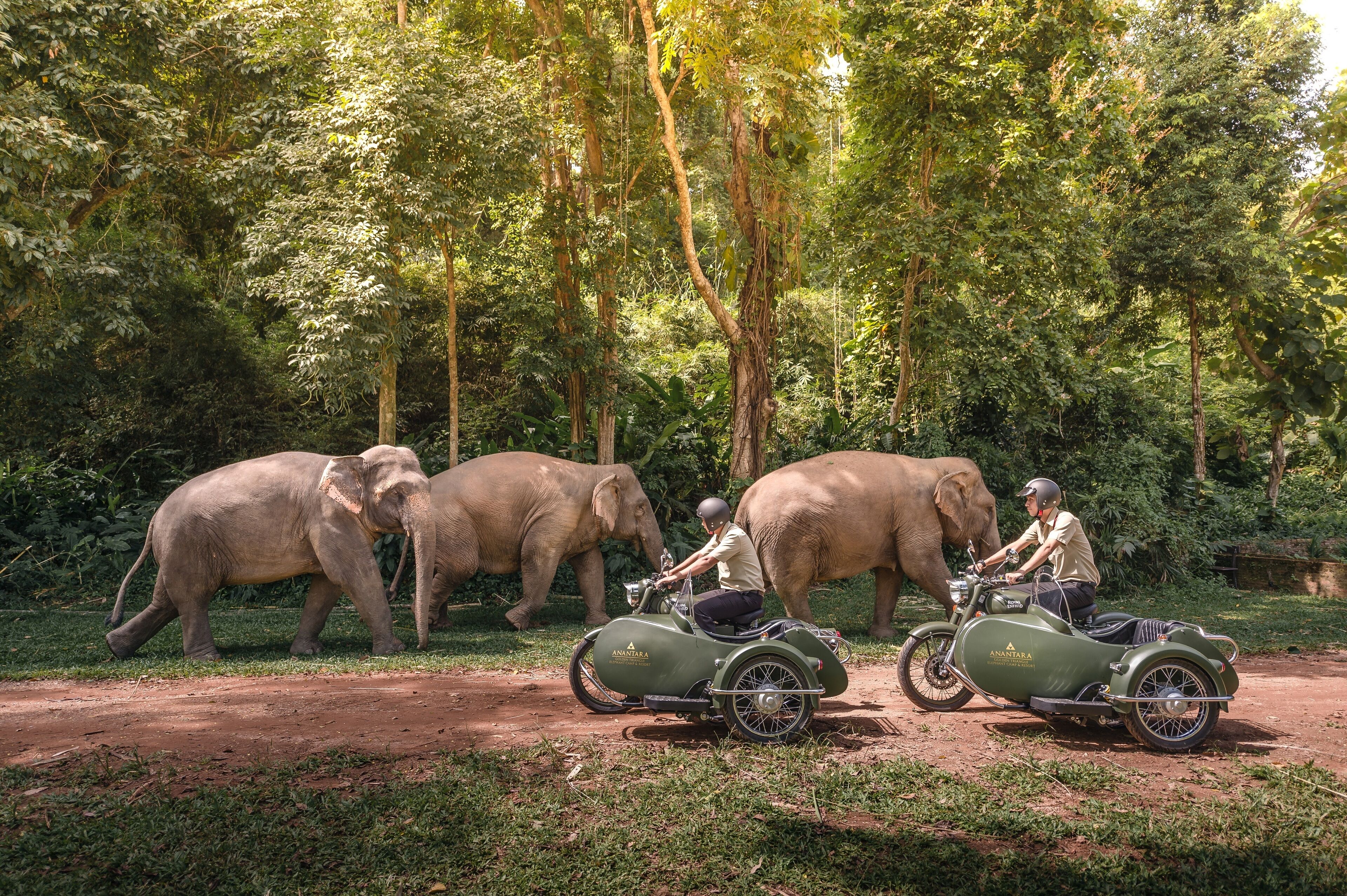 A person riding a motorcycle with sidecars in a forested area, accompanied by elephants.