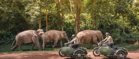 A person riding a motorcycle with sidecars in a forested area, accompanied by elephants.