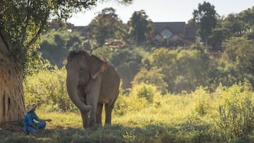 Guests can sit in the serene surroundings near a majestic elephant in a lush, grassy area with a traditional building in the background.