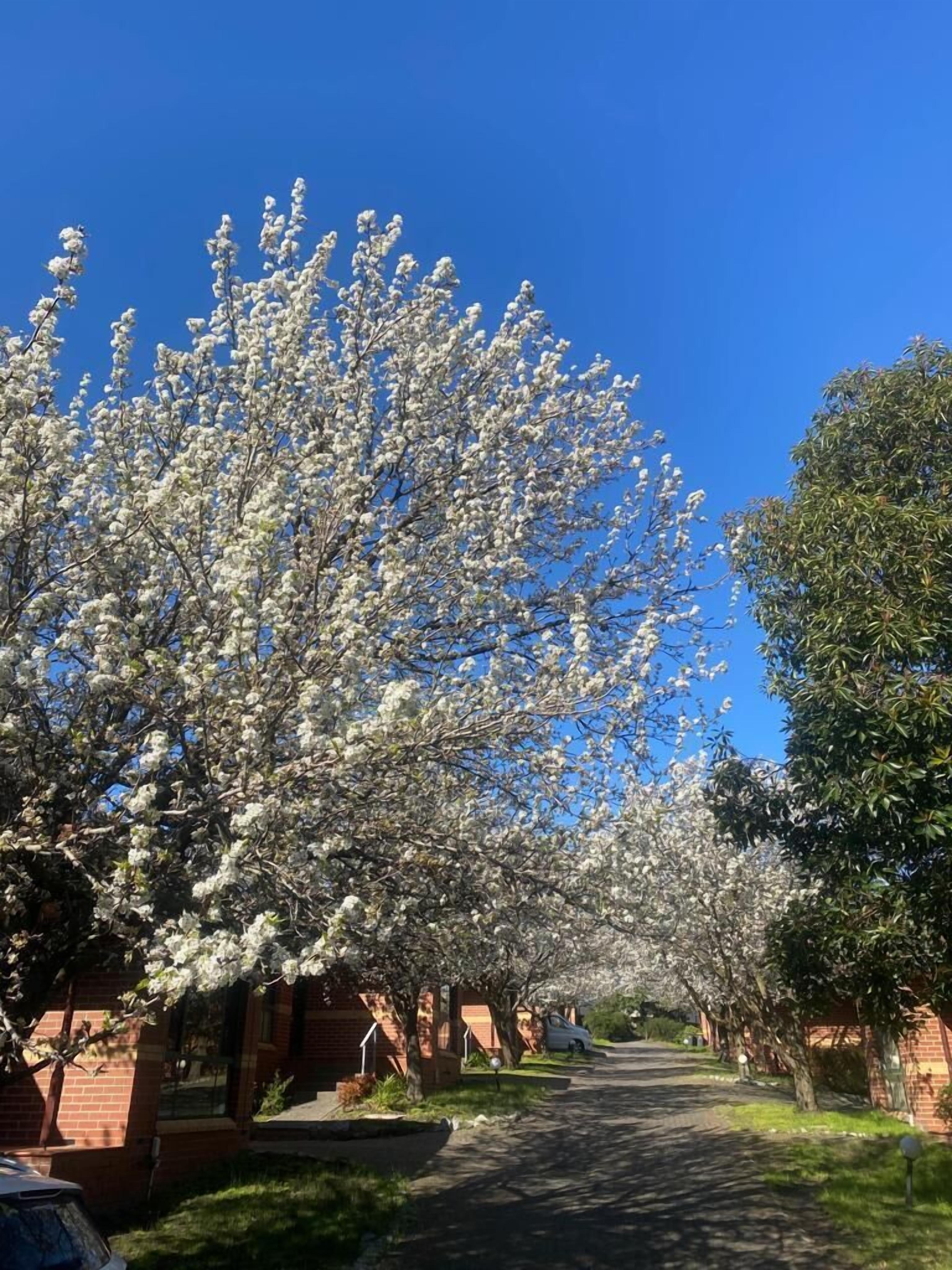 Mt Waverley Townhouses — image 26