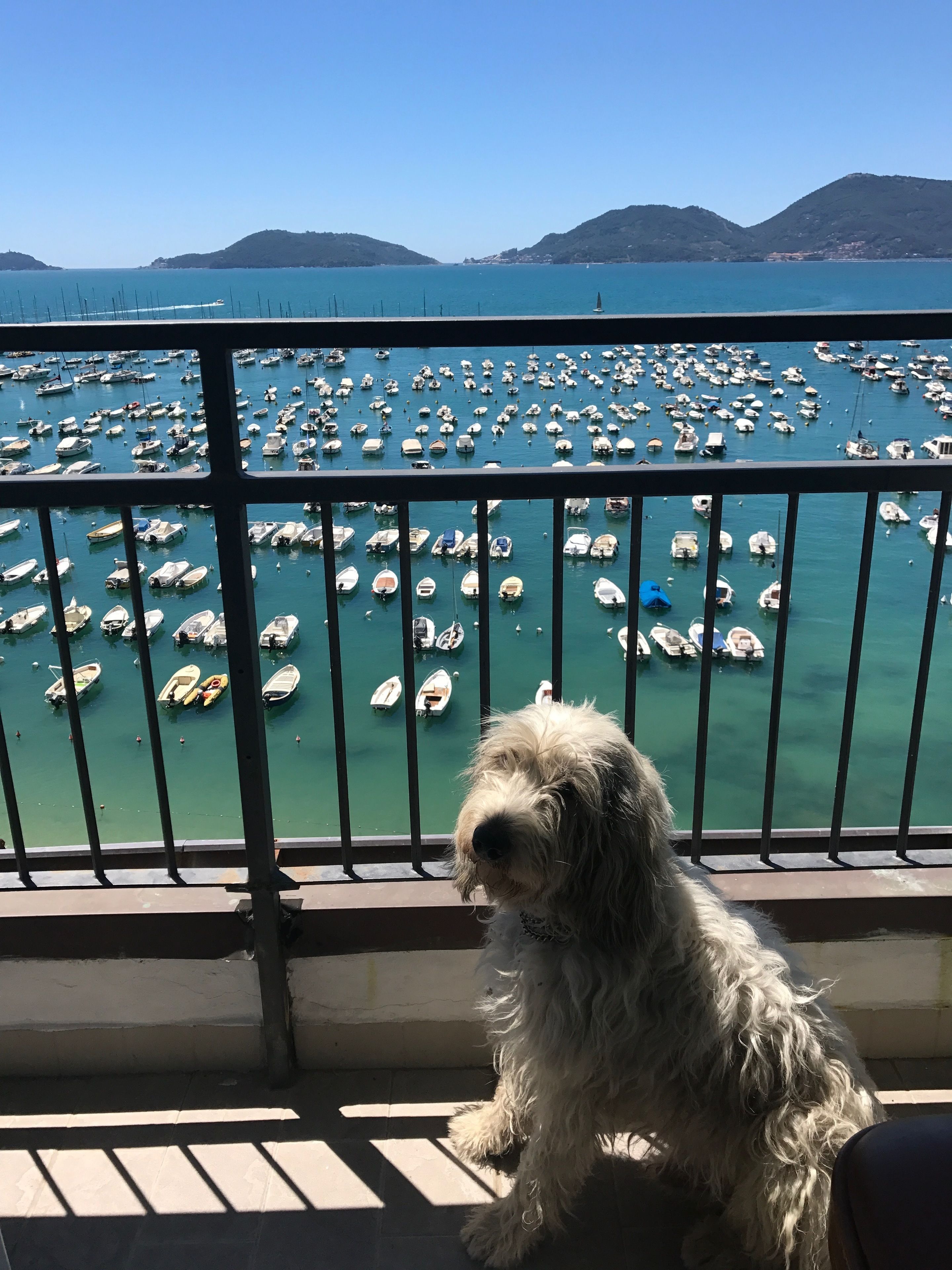 A dog on a balcony overlooking a marina with numerous boats.