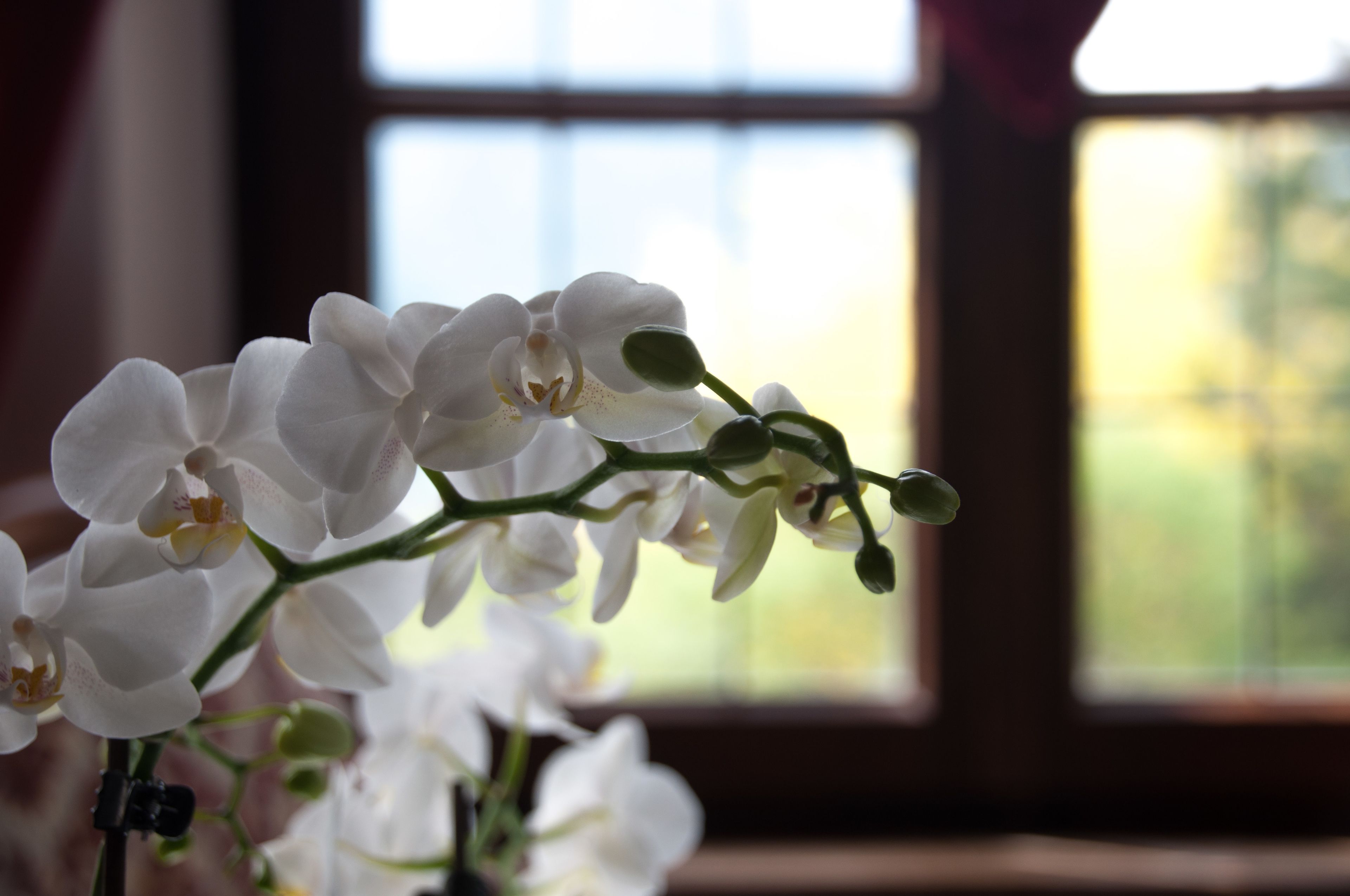 Photo - Hotel Castel Rundegg (Adults Only)